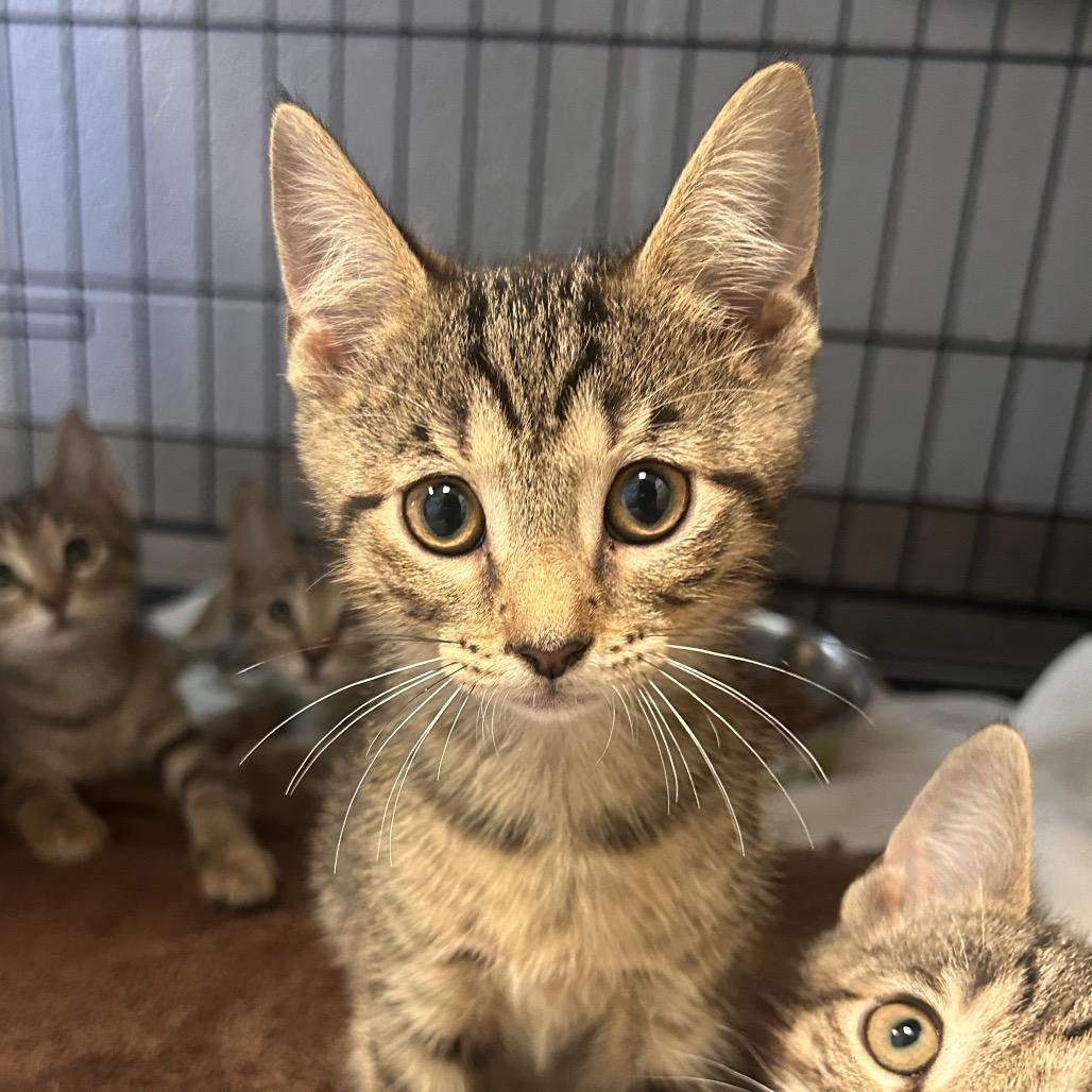 Leopard, Adoptable, Kitten Male Domestic Short Hair.