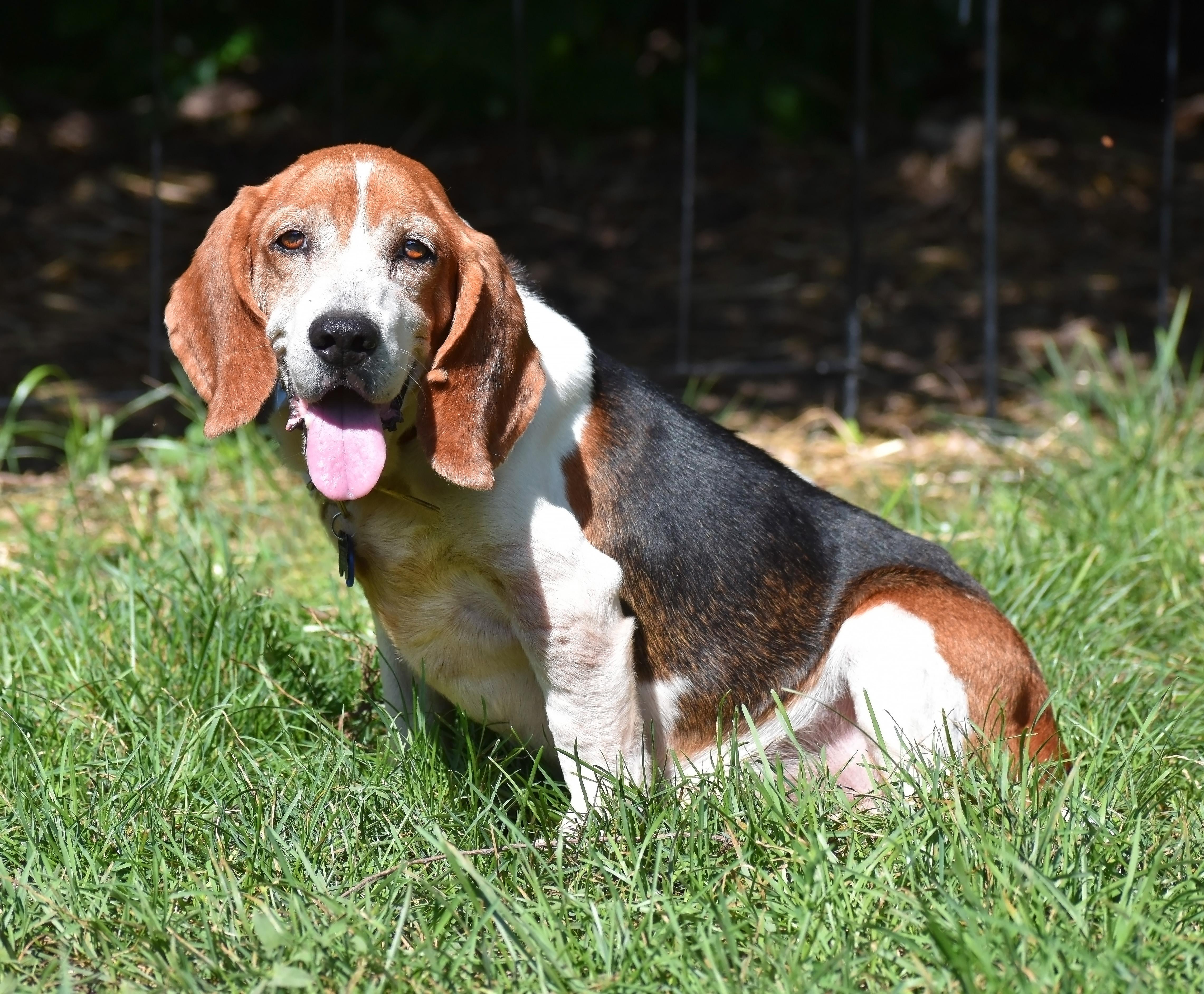 Jed- Foster Home Needed