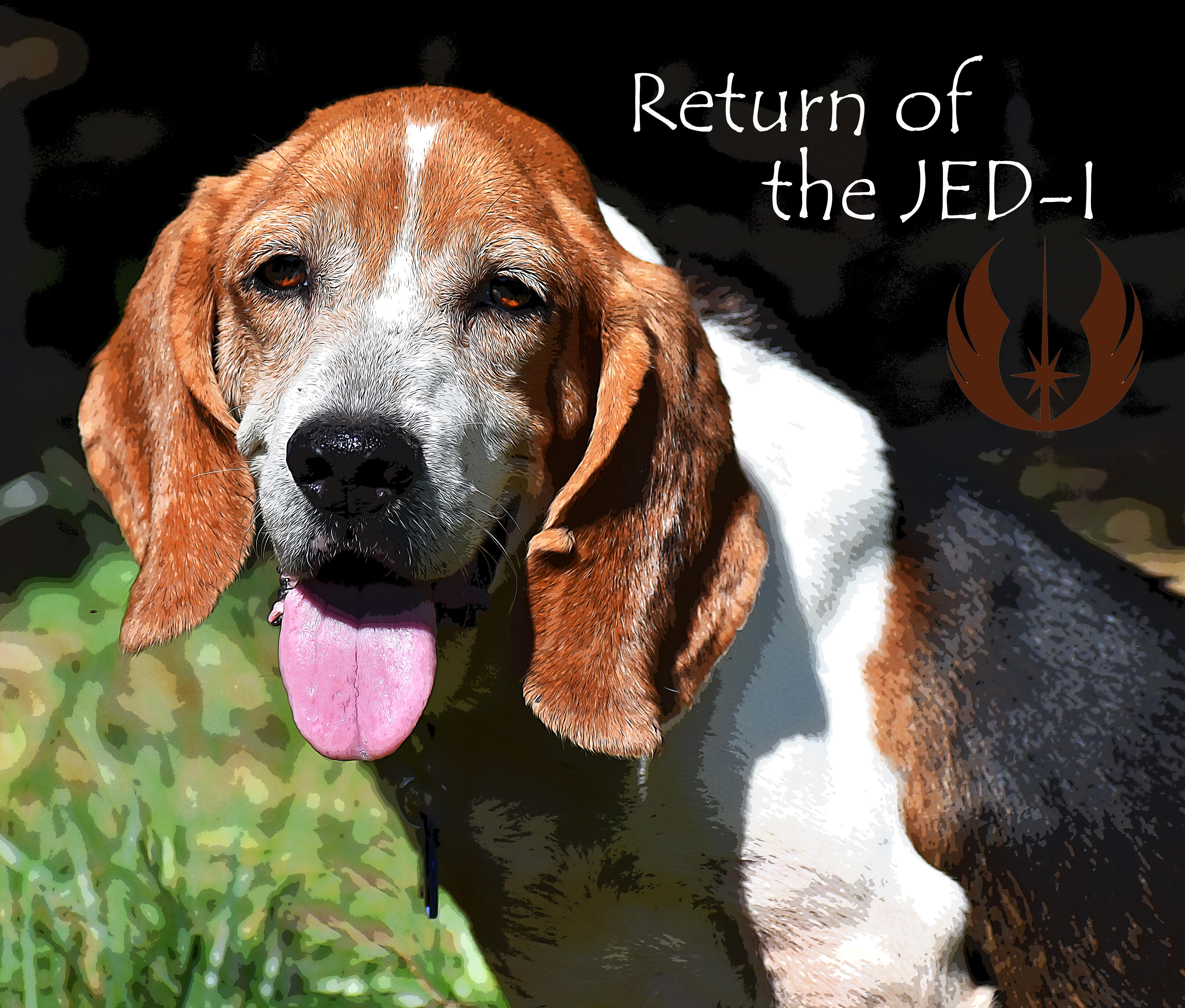 Jed- ADOPTION PENDING!, a Adoptable Beagle in Wood Dale, IL image 3/6