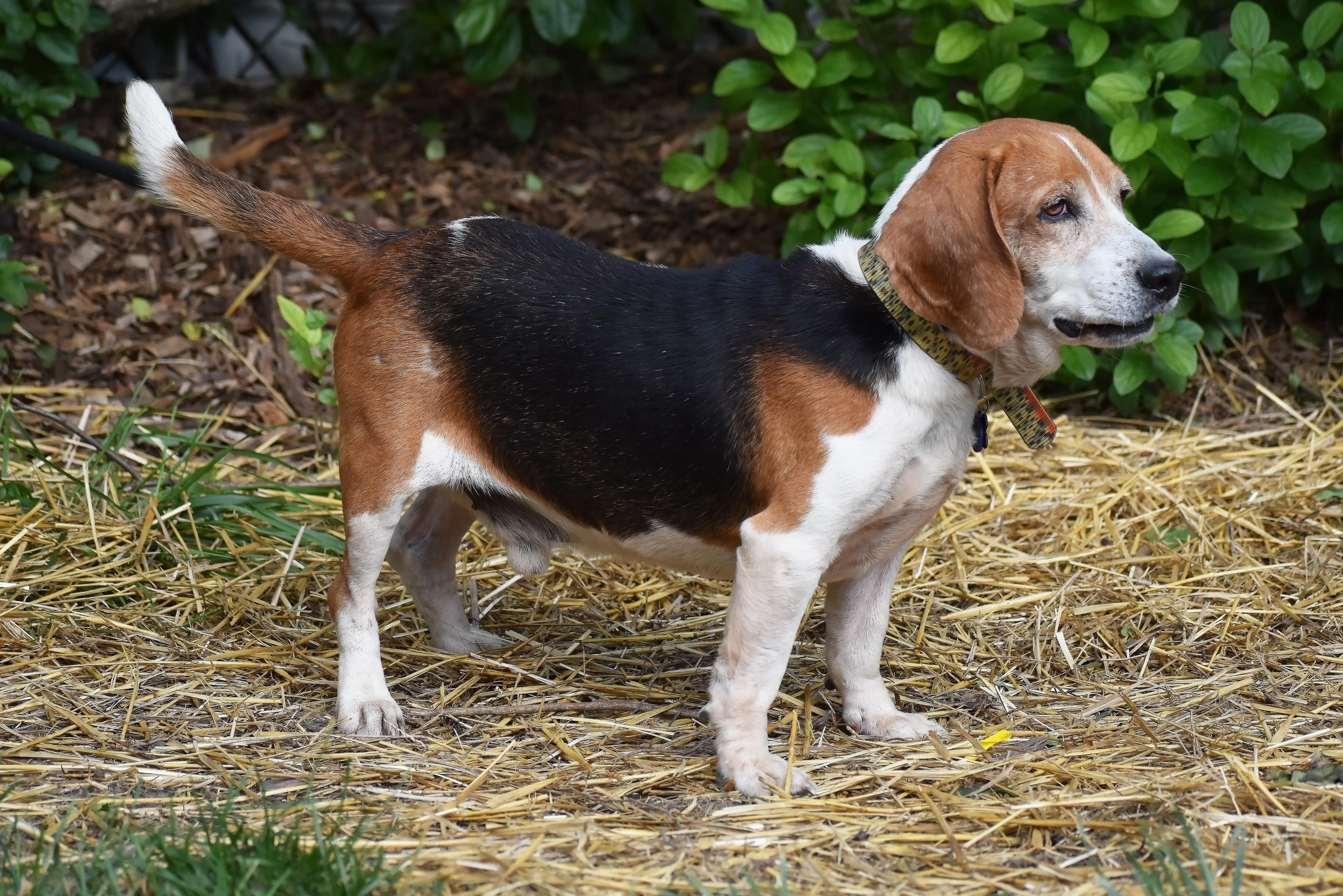 Jed- ADOPTION PENDING!, Adoptable, Adult Male Beagle.