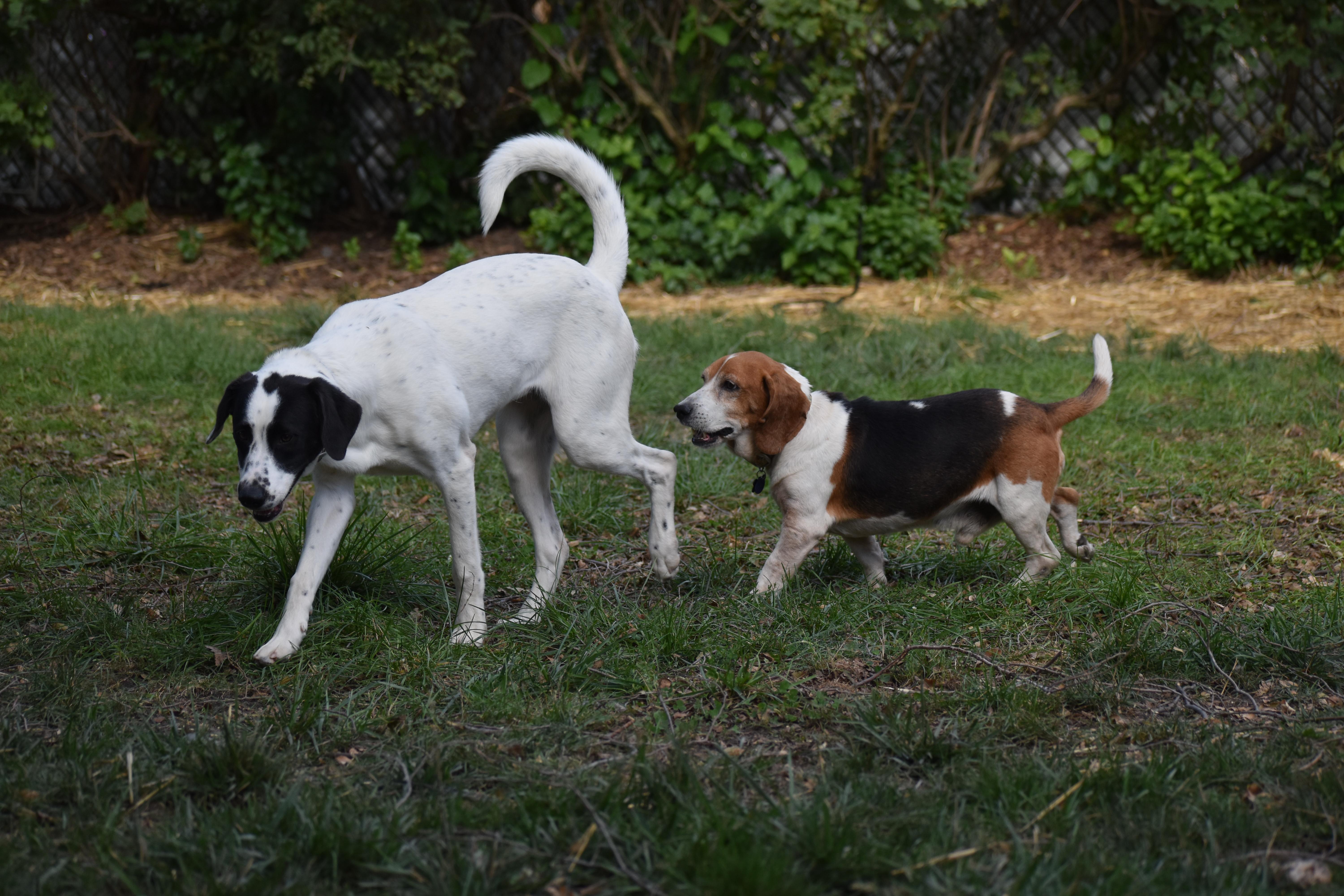 Jed- ADOPTION PENDING!, a Adoptable Beagle in Wood Dale, IL image 4/6