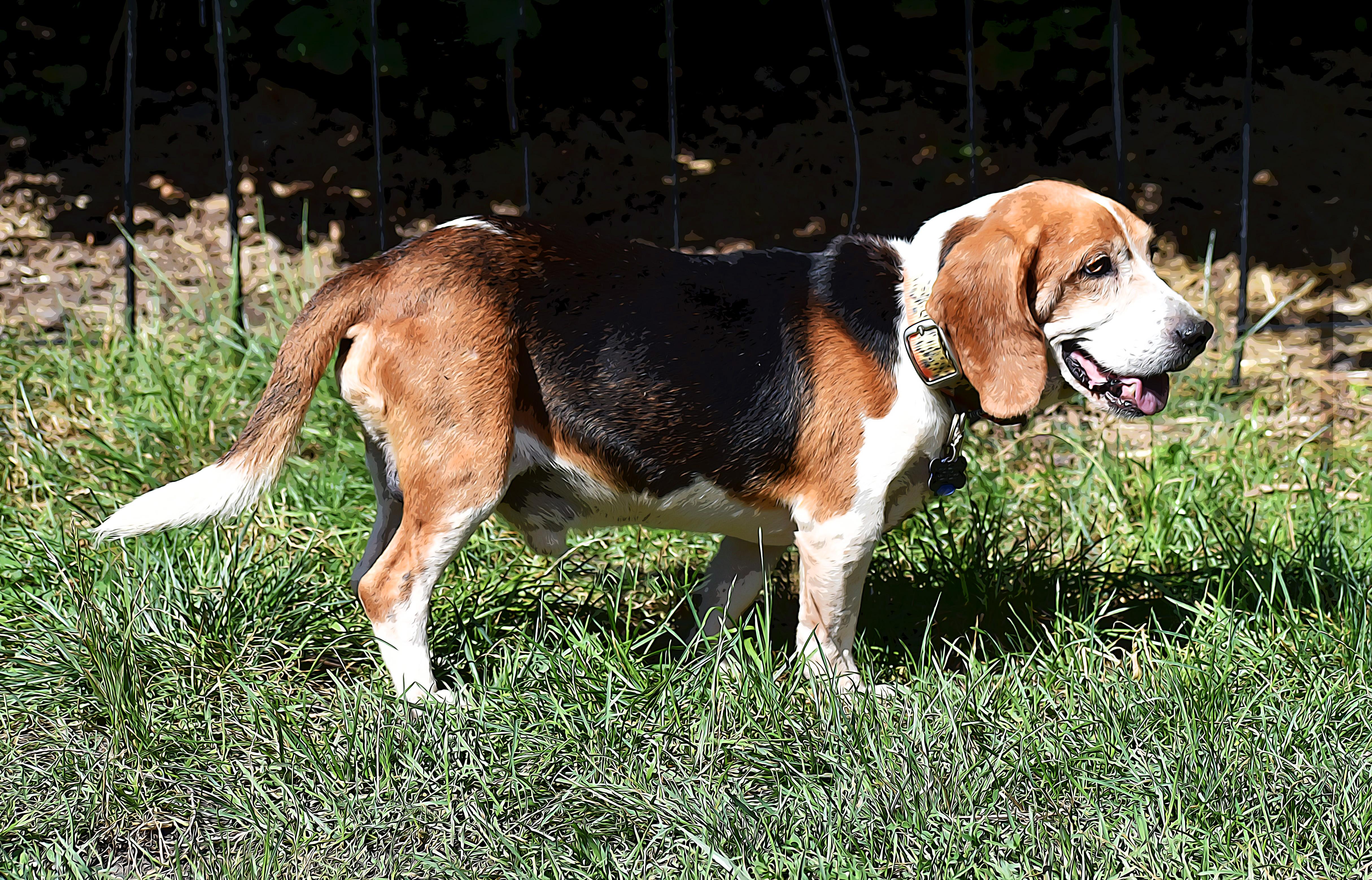 Jed- ADOPTION PENDING!, a Adoptable Beagle in Wood Dale, IL image 5/6