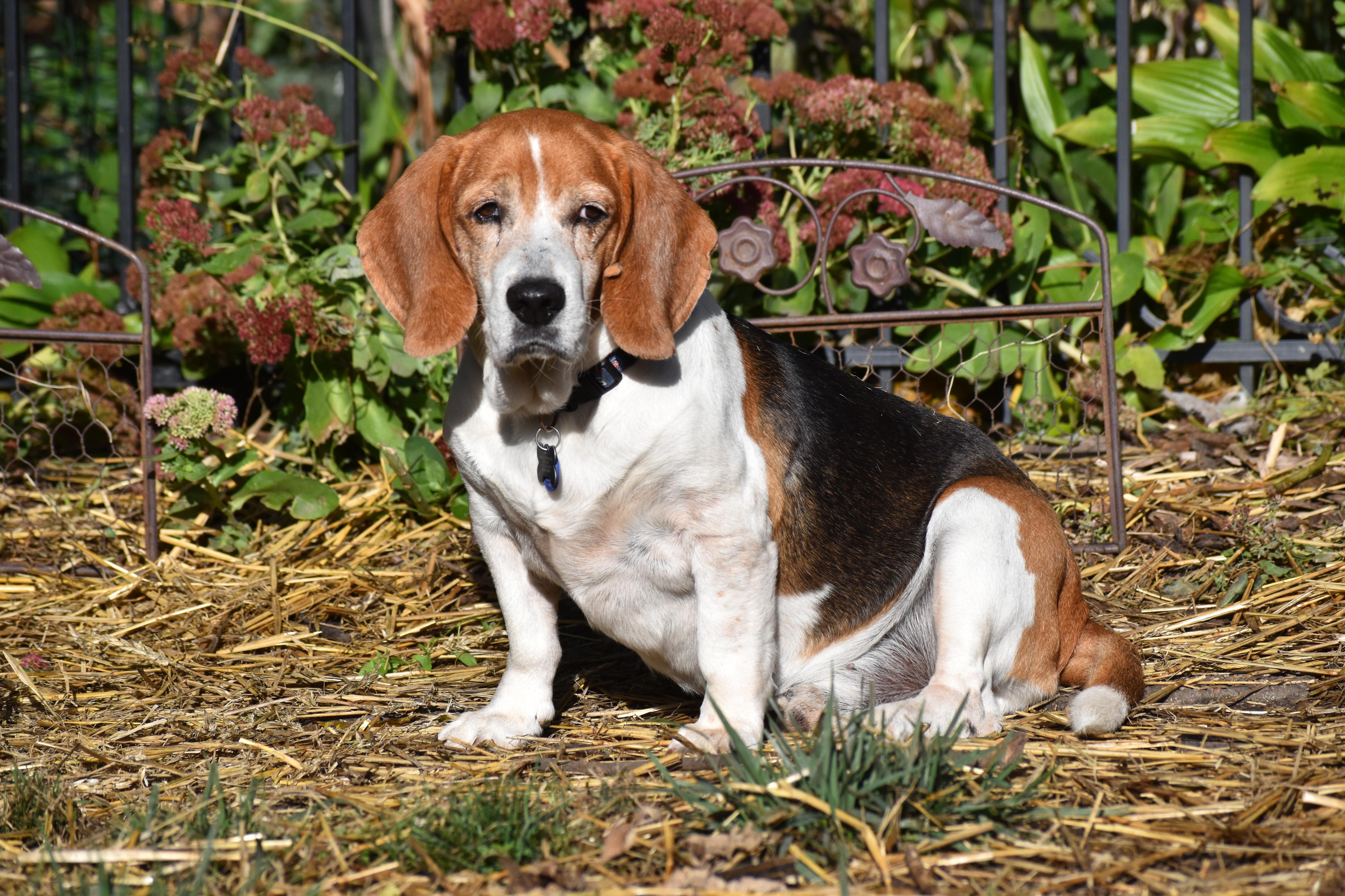 Jed- ADOPTION PENDING!