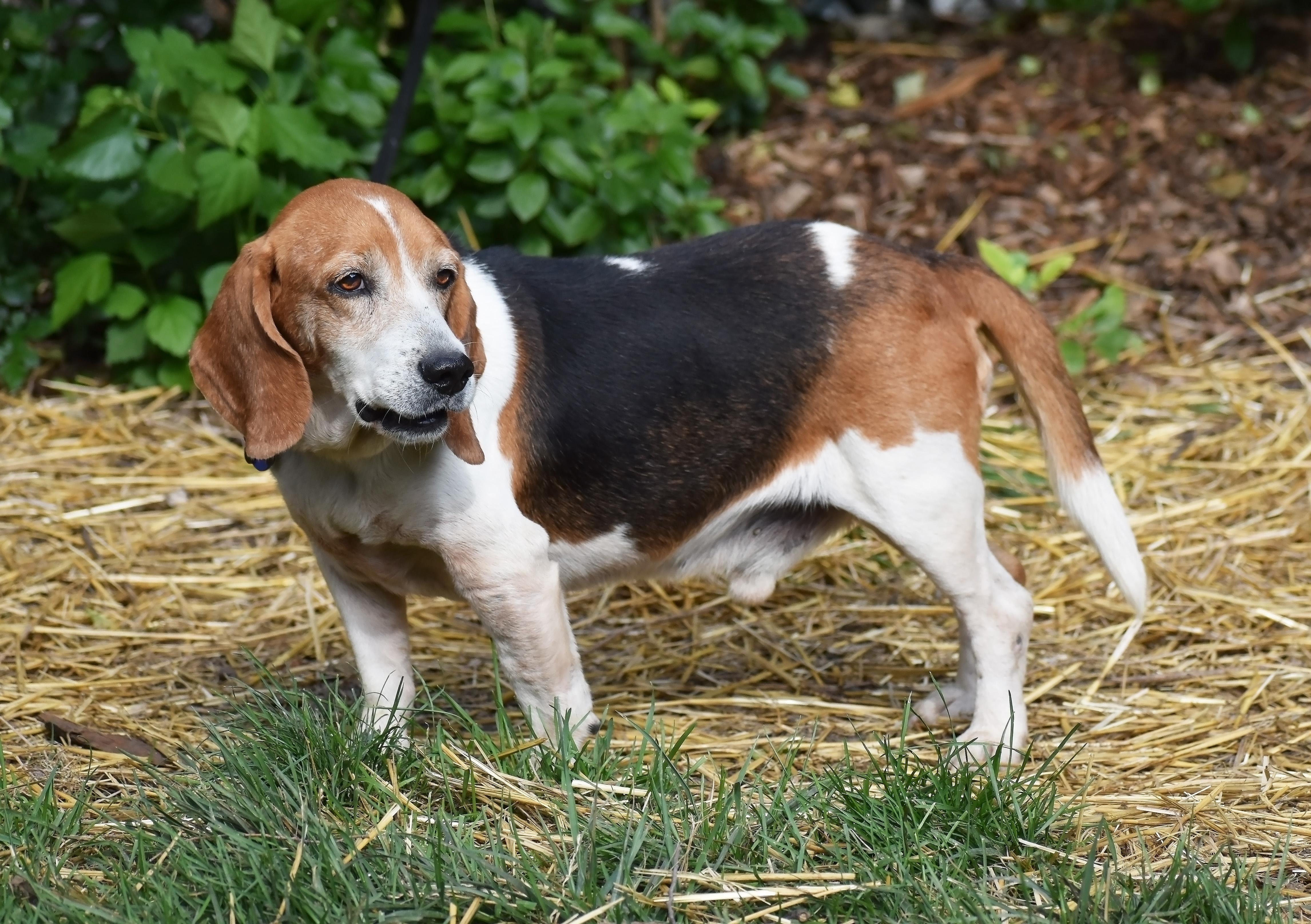 Jed- ADOPTION PENDING!, a Adoptable Beagle in Wood Dale, IL image 6/6