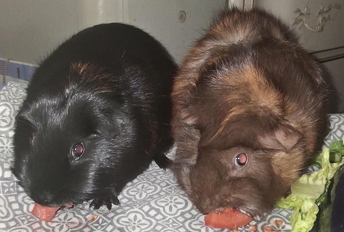Rose, Nugget, Stripe and Misty, a ADOPTABLE Guinea Pig in Beaverton, OR image 2/4