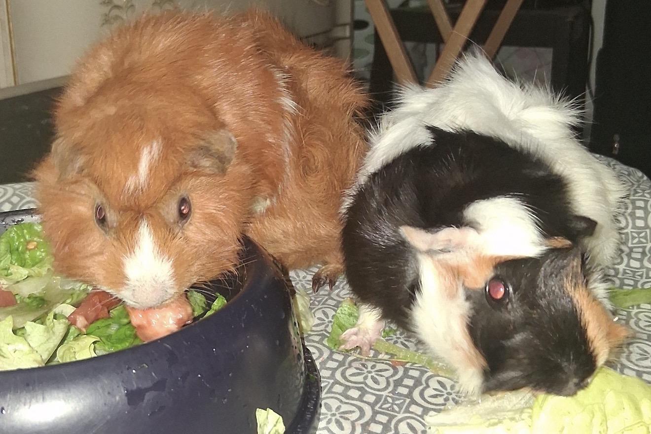 Rose, Nugget, Stripe and Misty, a ADOPTABLE Guinea Pig in Beaverton, OR image 1/4
