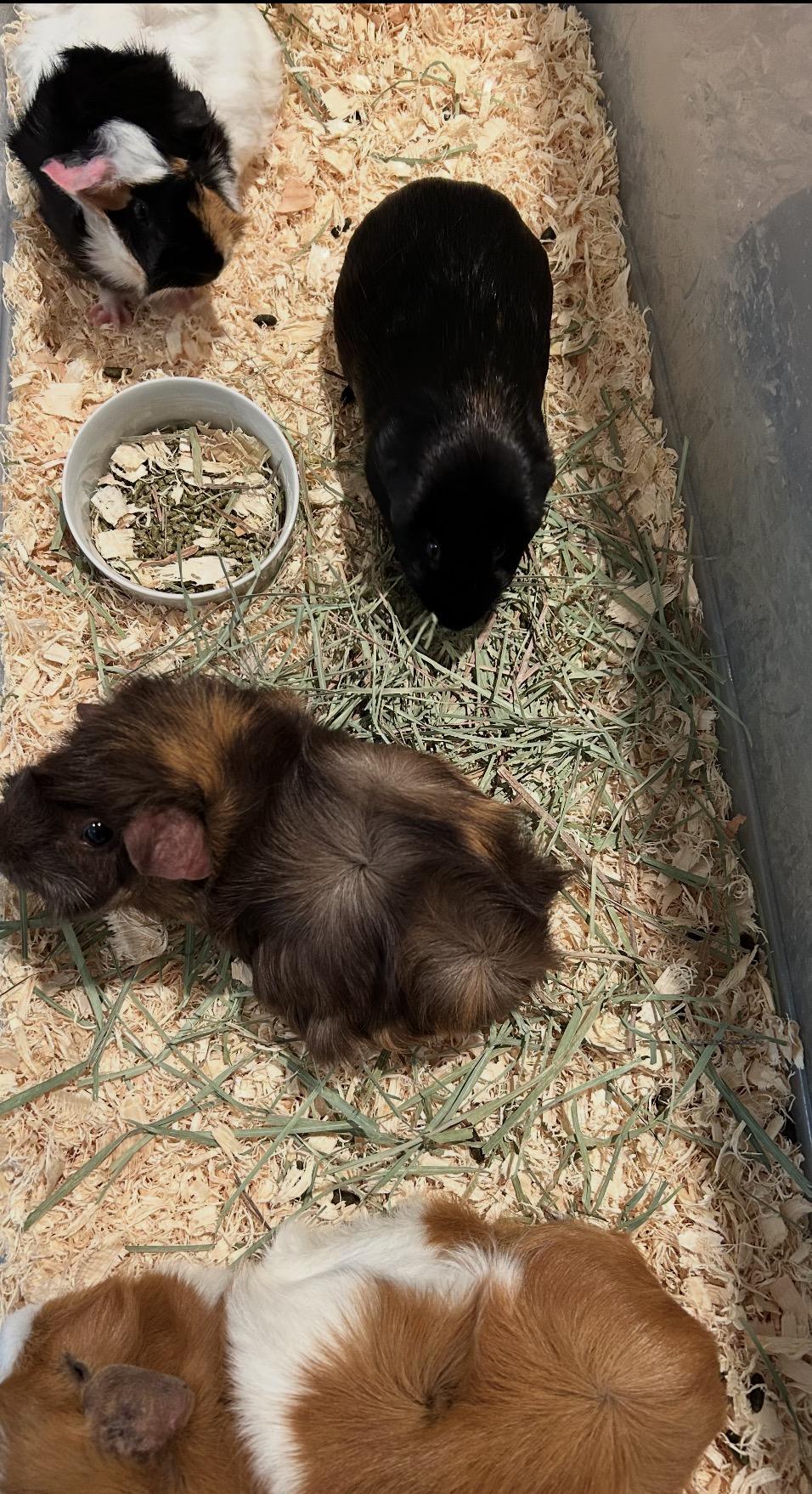 Rose, Nugget, Stripe and Misty, a ADOPTABLE Guinea Pig in Beaverton, OR image 3/4