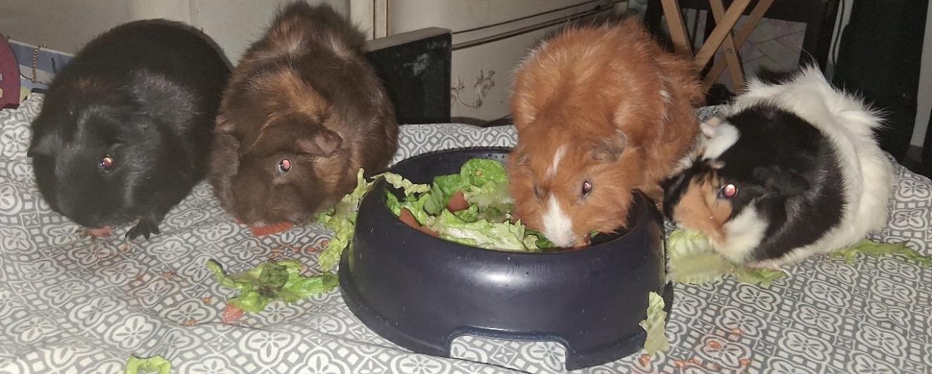 Rose, Nugget, Stripe and Misty, a ADOPTABLE Guinea Pig in Beaverton, OR image 4/4