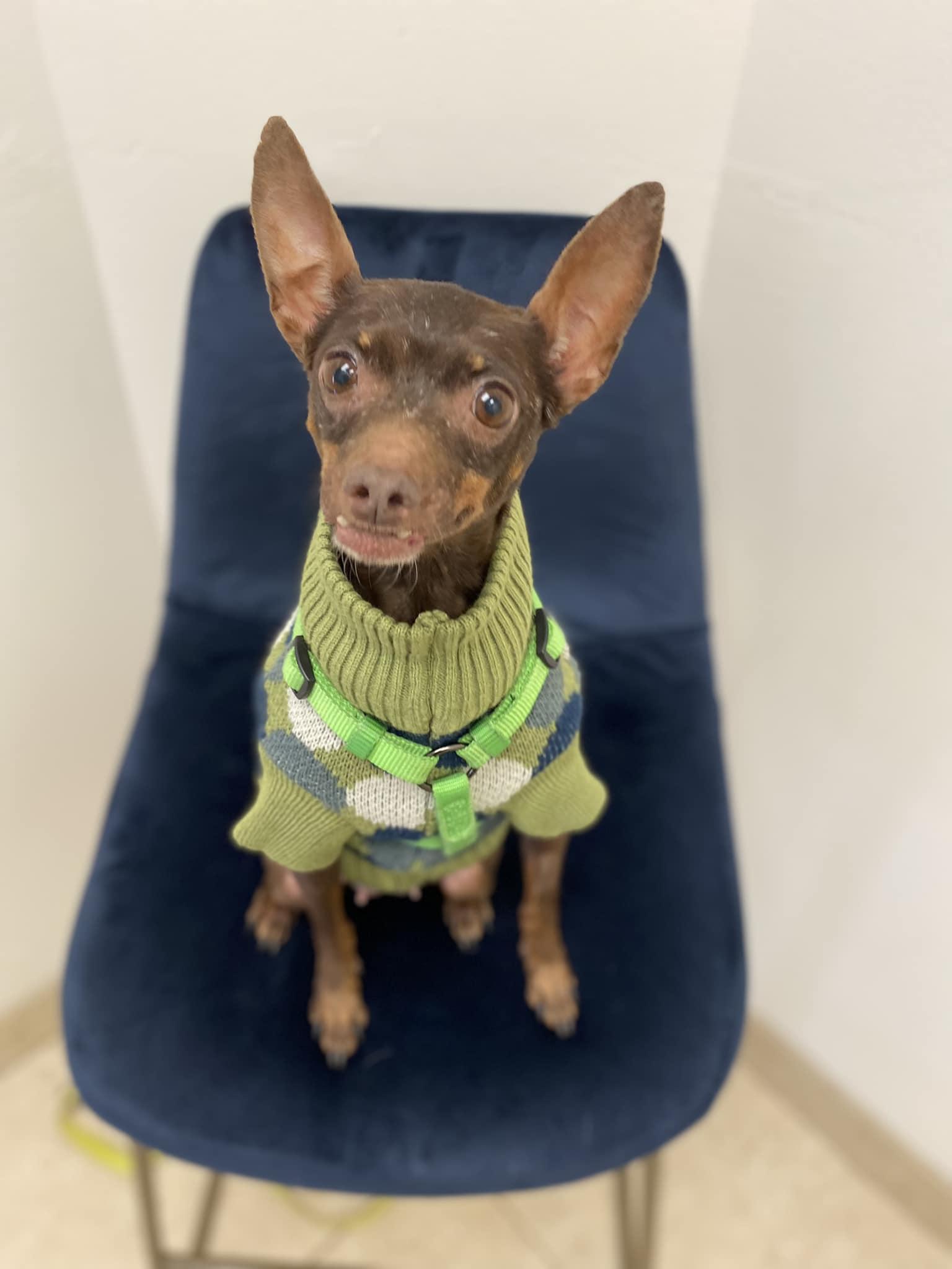 Kanga & Kimber (bonded pair), a ADOPTABLE Miniature Pinscher in Houston, TX image 5/6