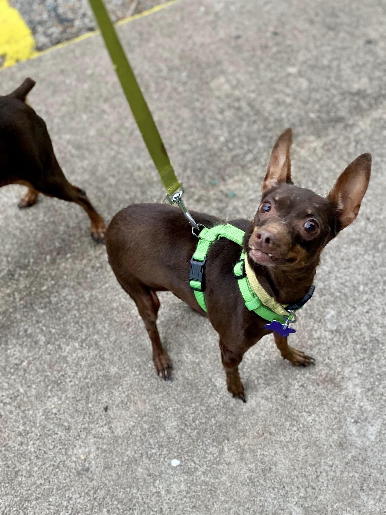 Kanga & Kimber (bonded pair), a ADOPTABLE Miniature Pinscher in Houston, TX image 2/6
