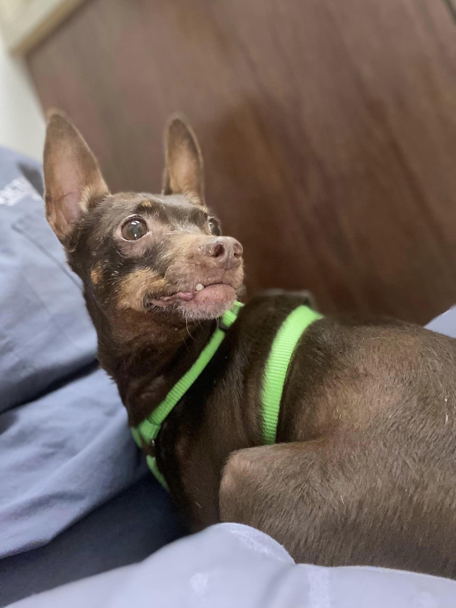 Kanga & Kimber (bonded pair), a ADOPTABLE Miniature Pinscher in Houston, TX image 4/6