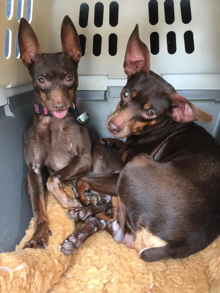 Kanga & Kimber (bonded pair), a ADOPTABLE Miniature Pinscher in Houston, TX image 1/6