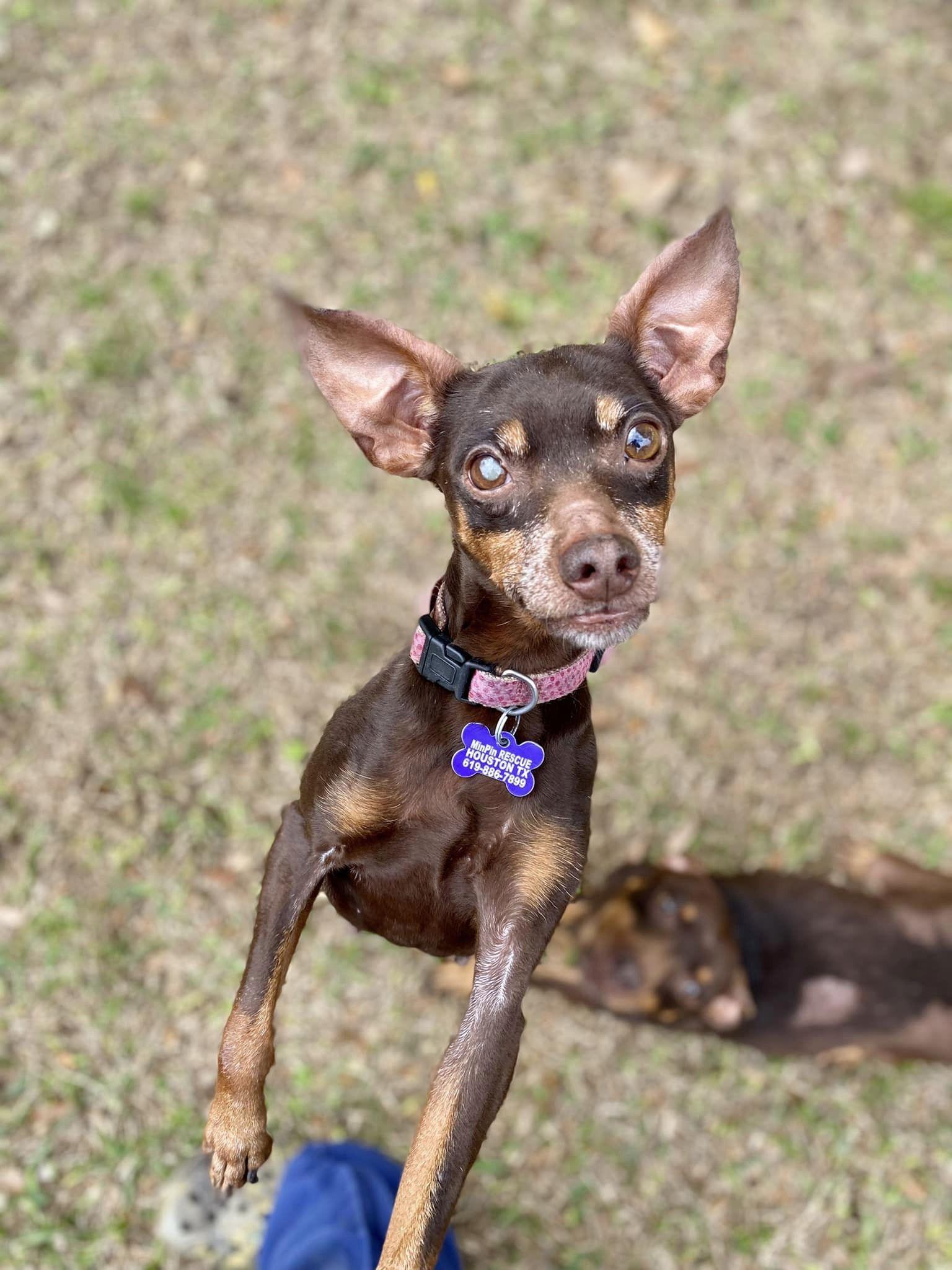 Kanga & Kimber (bonded pair), a ADOPTABLE Miniature Pinscher in Houston, TX image 6/6