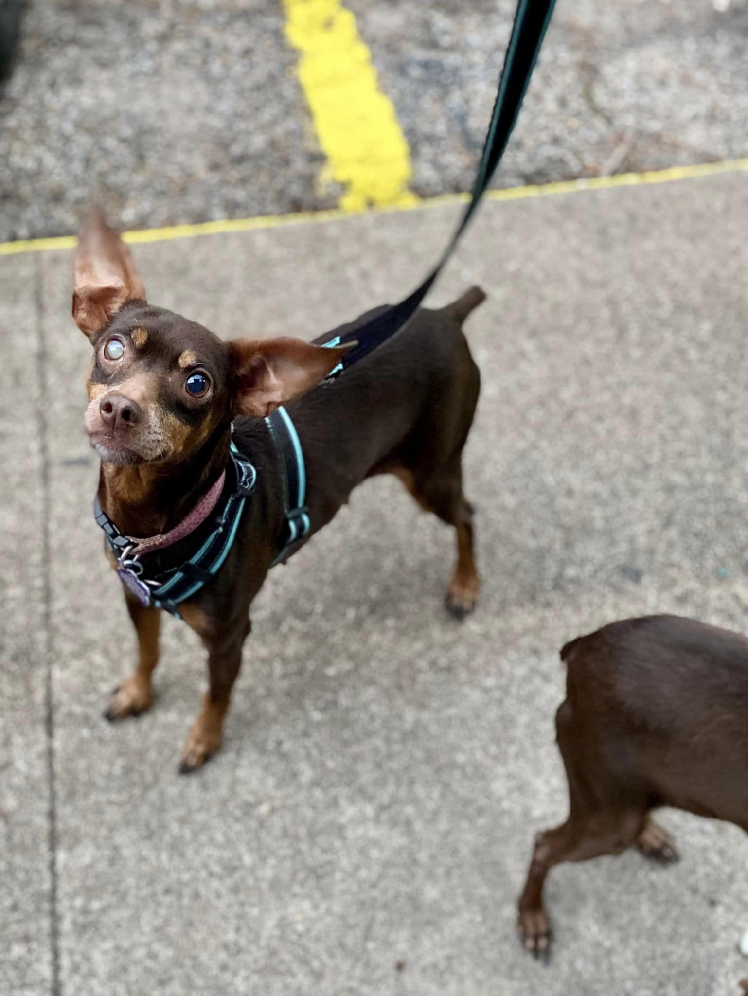 Kanga & Kimber (bonded pair), a ADOPTABLE Miniature Pinscher in Houston, TX image 3/6