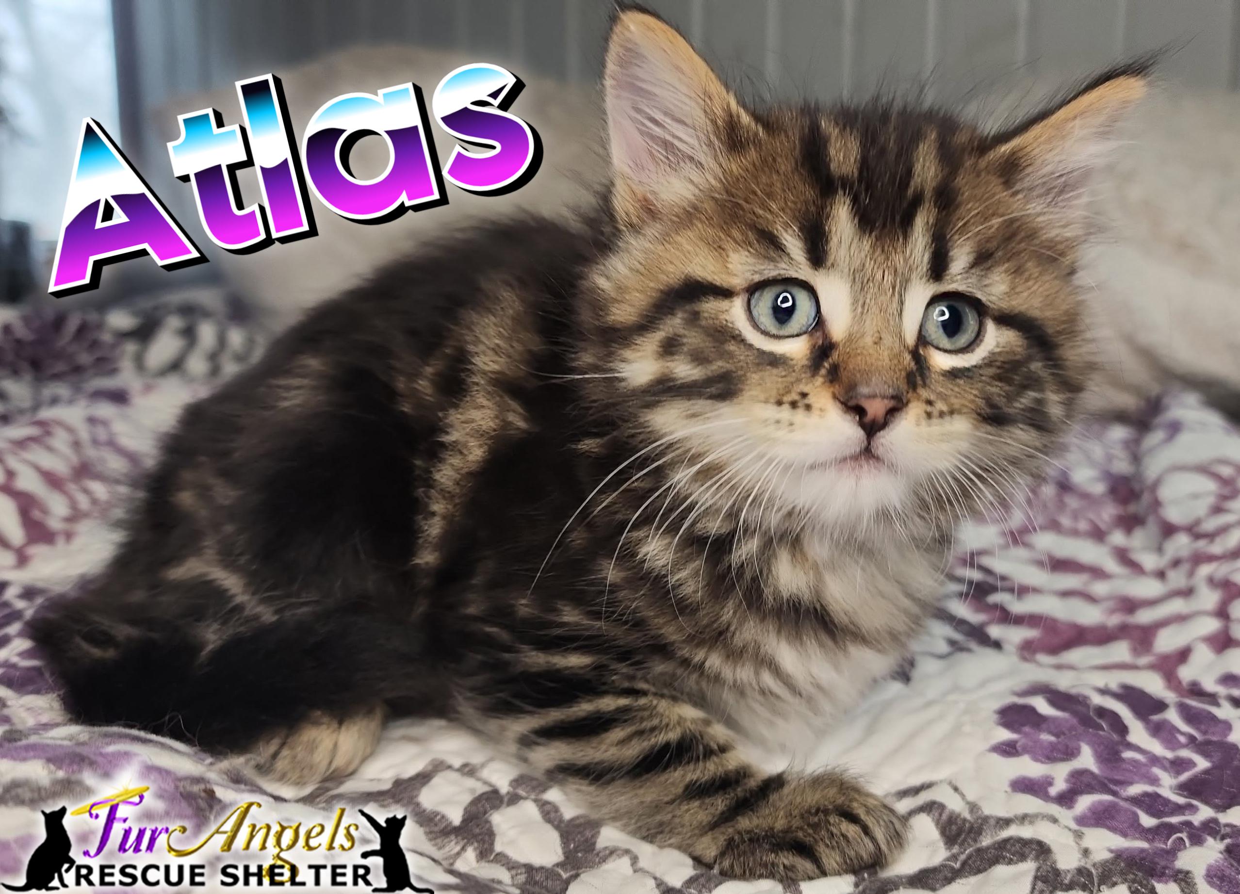 Enlarge Atlas, an adopted Domestic Long Hair in Toledo, OH image 1/1