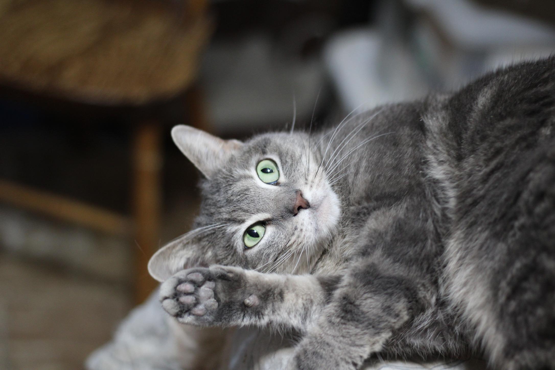 Jenni, Adoptable, Young Female Domestic Short Hair & Tabby.