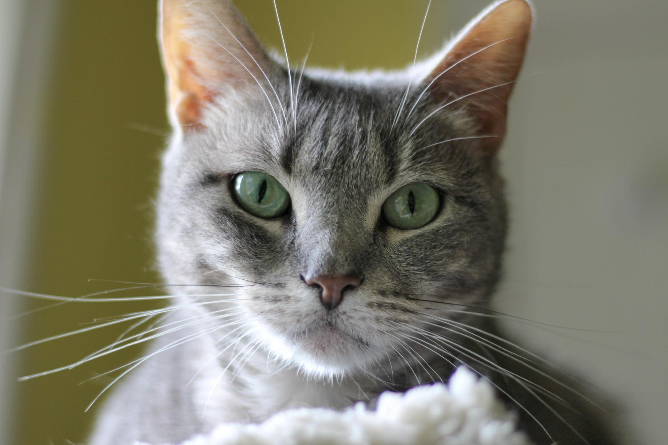 Jenni, Adoptable, Young Female Domestic Short Hair & Tabby.