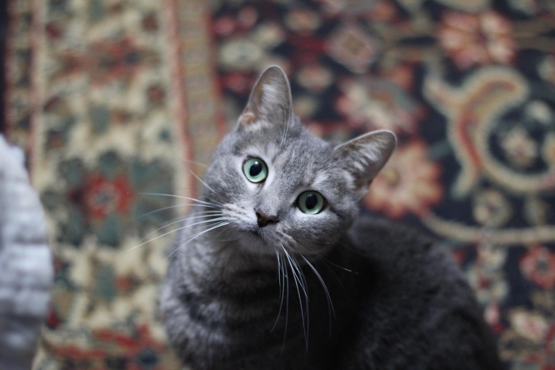 Enlarge Jenni, a Adoptable mixed breed in Liverpool, NY image 3/3