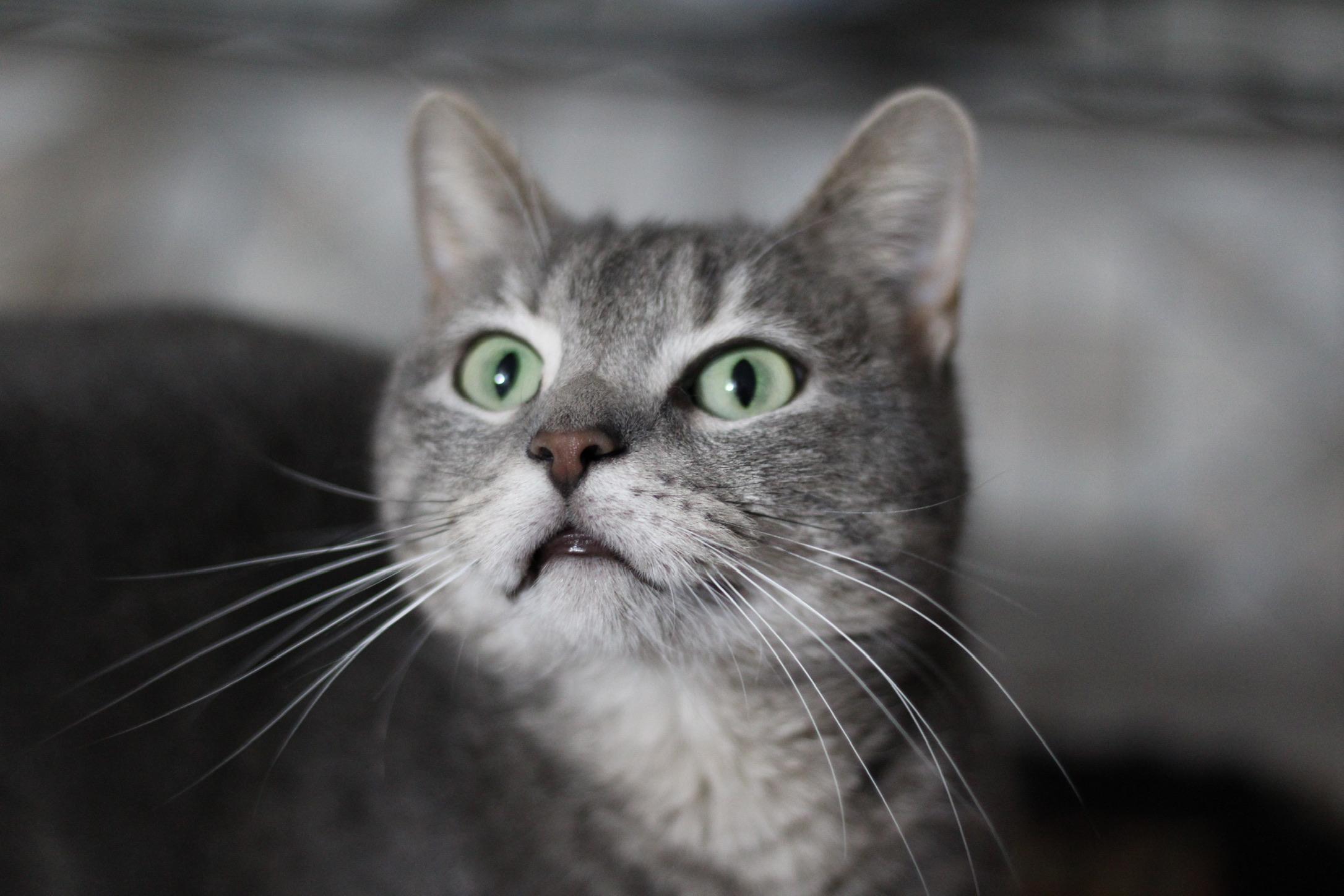 Enlarge Jenni, a Adoptable mixed breed in Liverpool, NY image 2/3