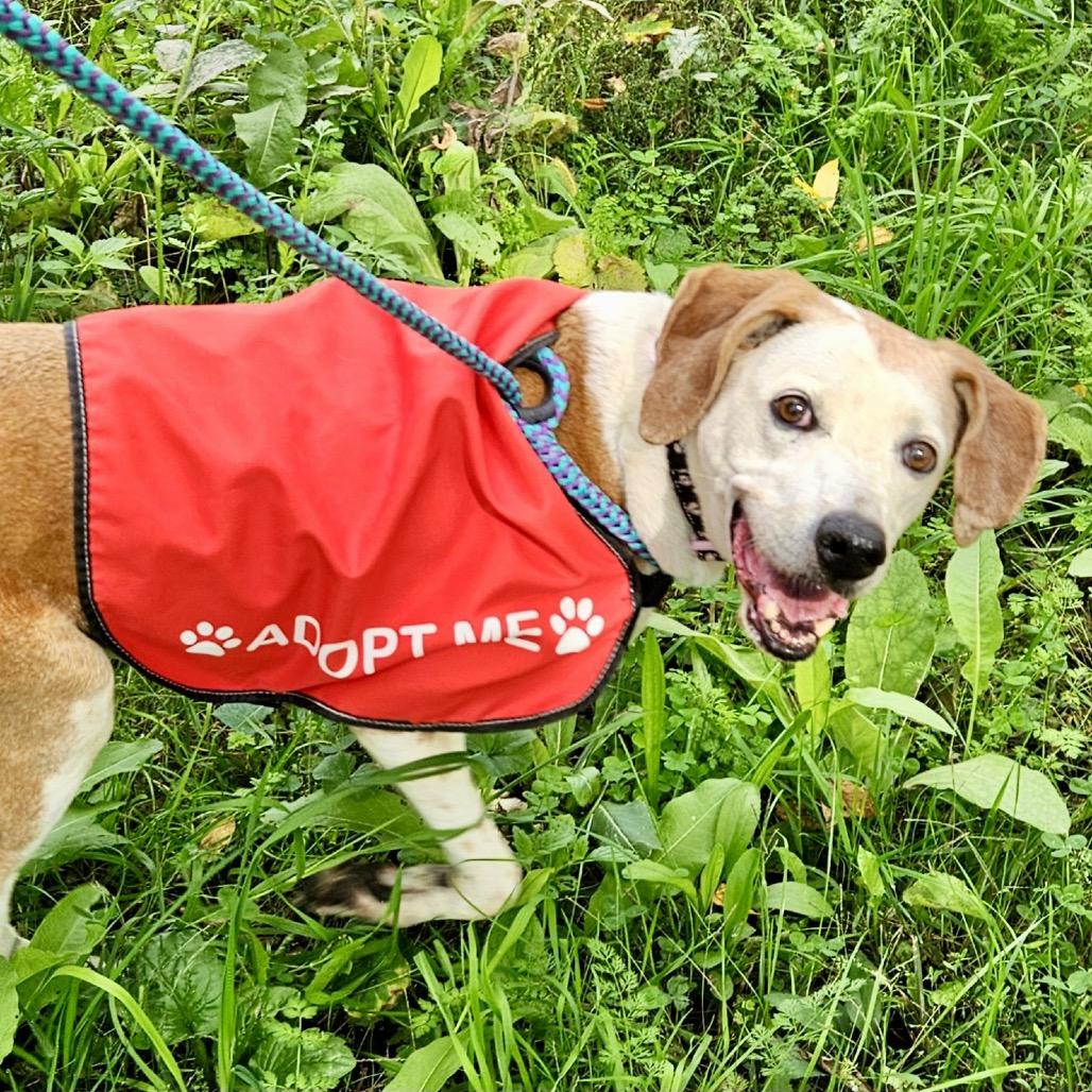 Sweet Tea, Adoptable, Senior Female Hound & Mixed Breed.