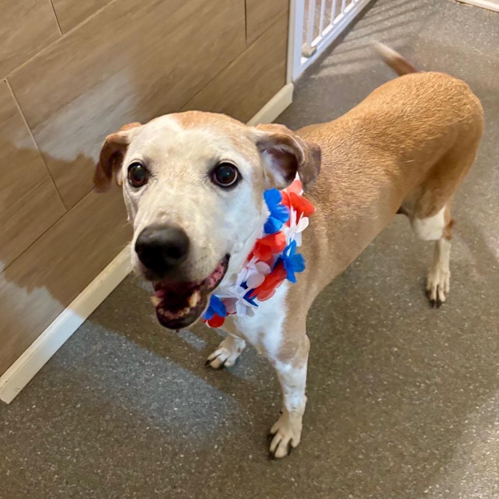 Enlarge Sweet Tea, a Adoptable mixed breed in Metamora, MI image 2/6