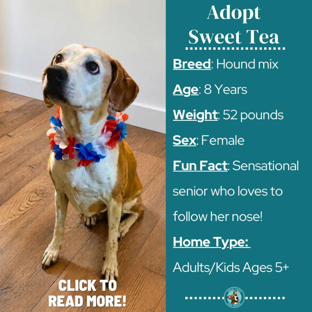Enlarge Sweet Tea, a Adoptable mixed breed in Metamora, MI image 3/6