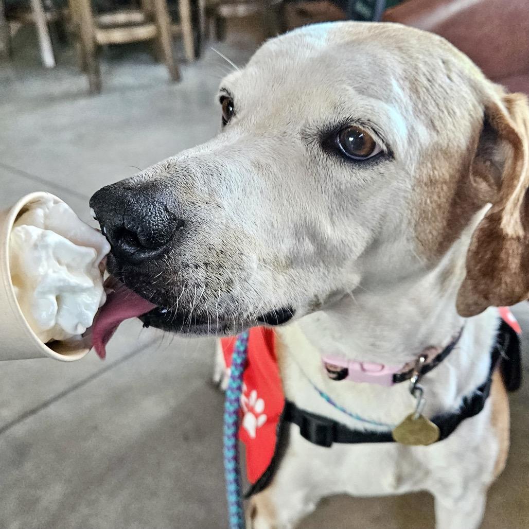 Enlarge Sweet Tea, a Adoptable mixed breed in Metamora, MI image 4/6