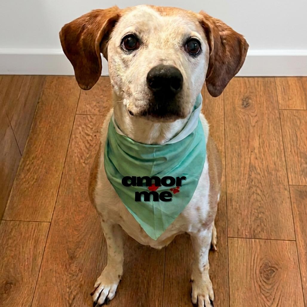 Enlarge Sweet Tea, a Adoptable mixed breed in Metamora, MI image 5/6