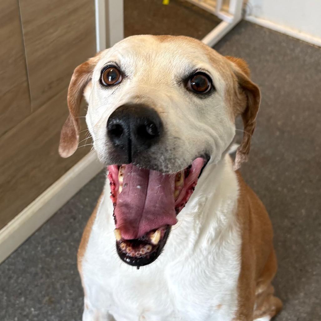 Enlarge Sweet Tea, a Adoptable mixed breed in Metamora, MI image 6/6