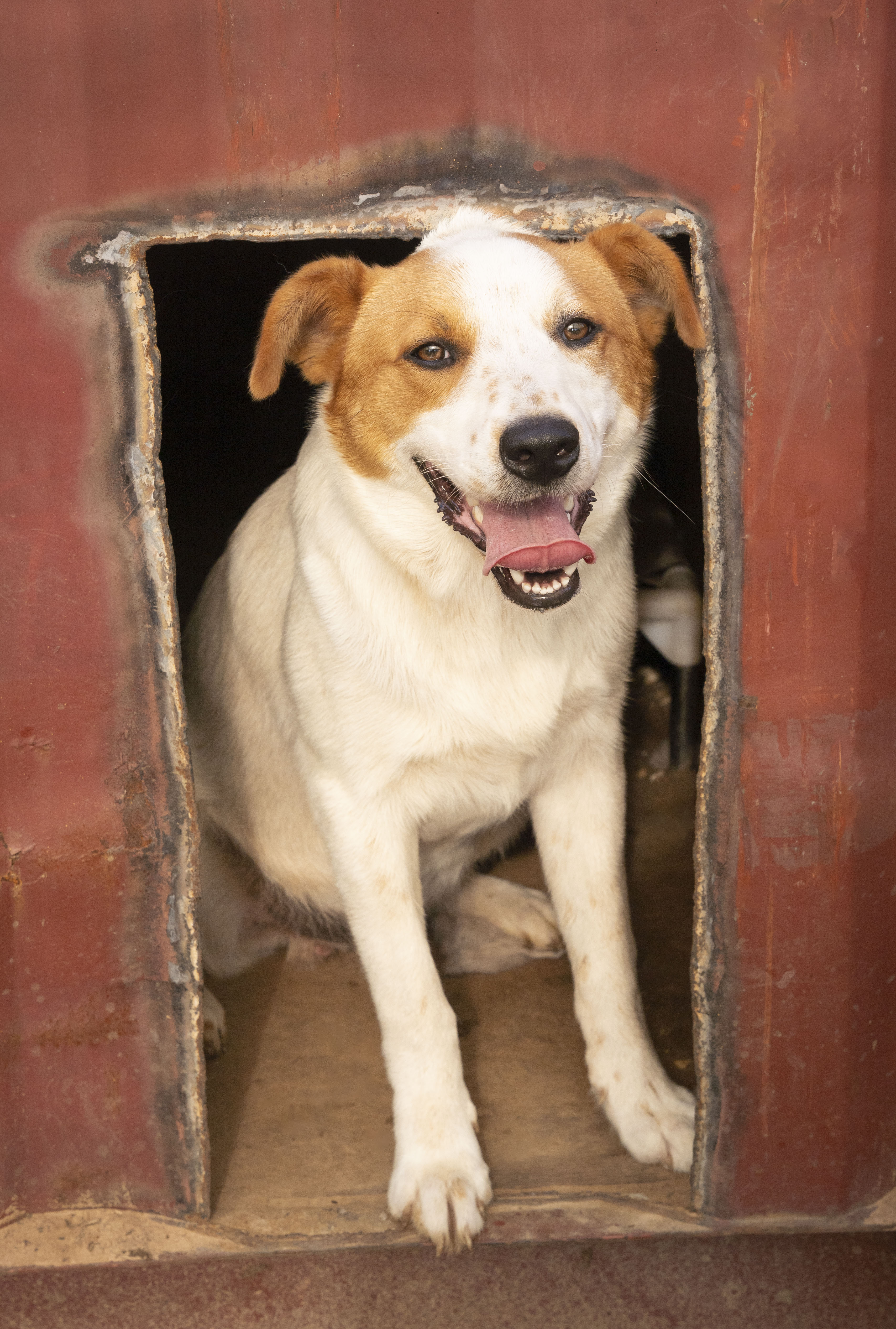 Buster, Adoptable, Young Male Terrier.