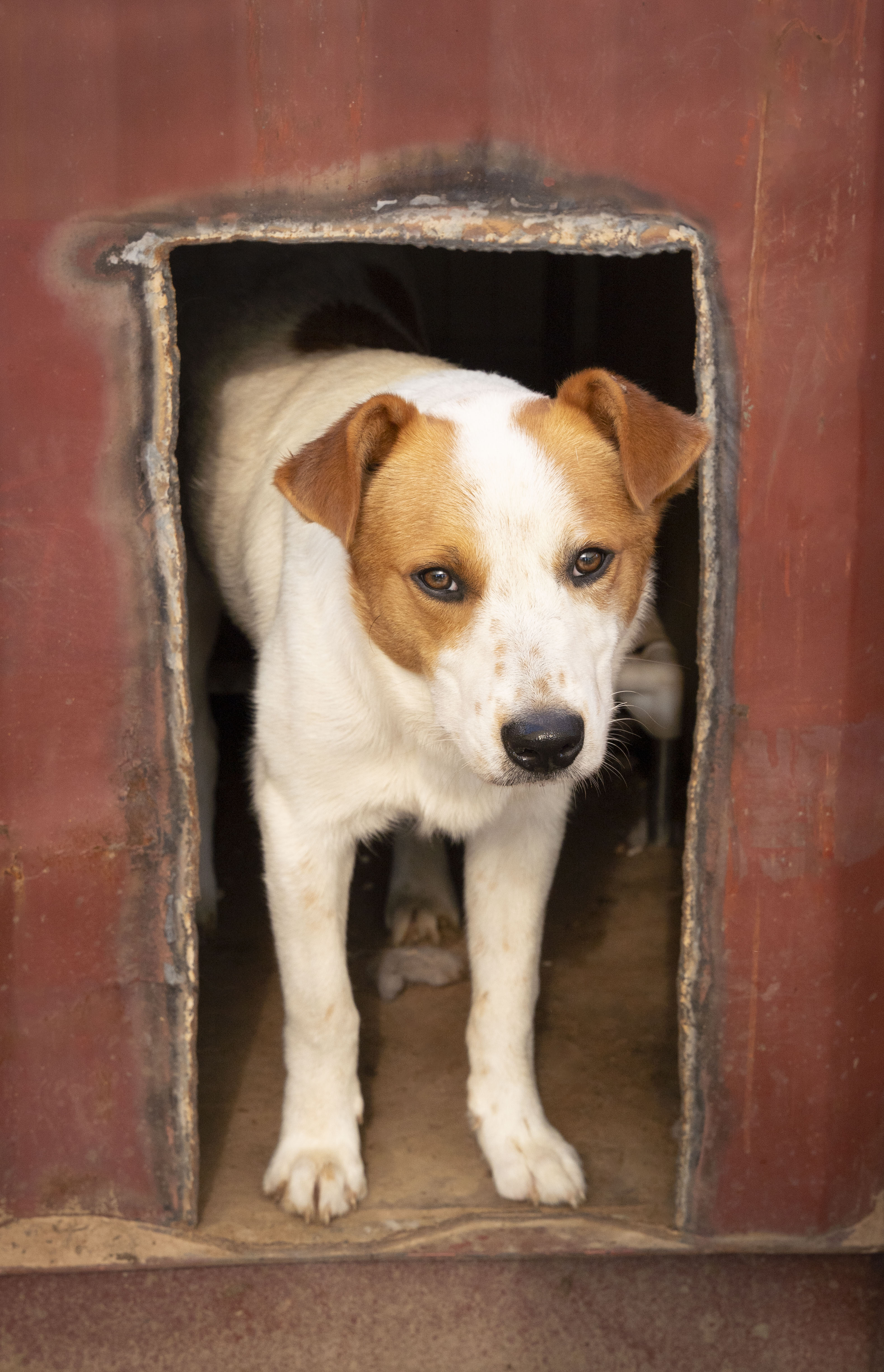 Buster, a Adoptable Terrier in Paradise, TX image 2/2