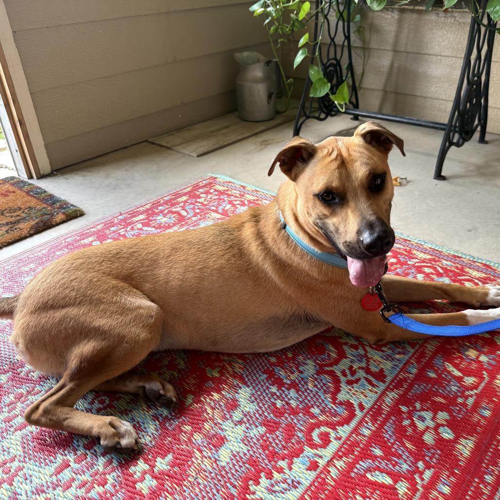 Rover — thumbnail 3