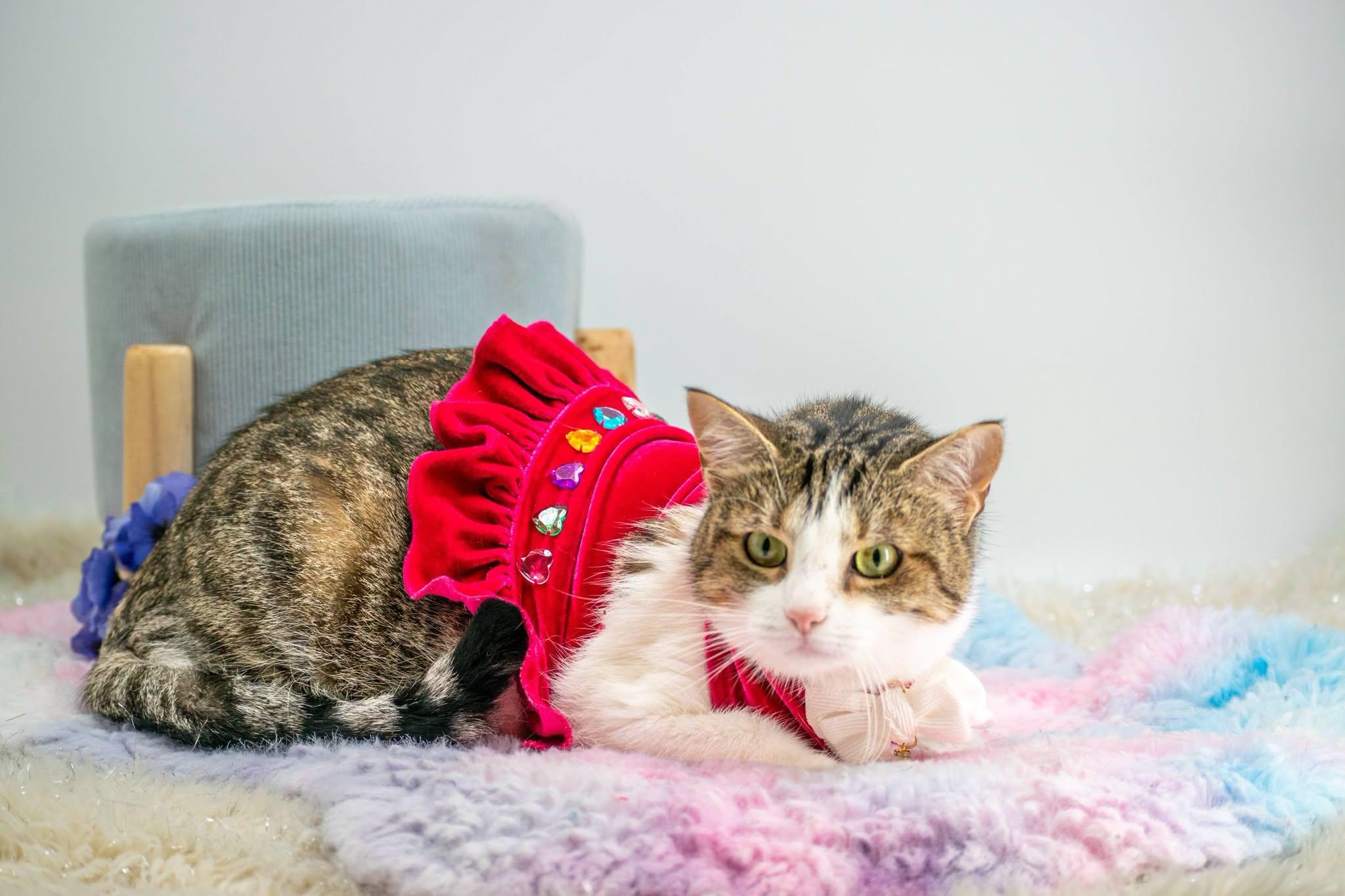 Gladys, a ADOPTABLE Domestic Short Hair in Sevierville, TN image 2/4