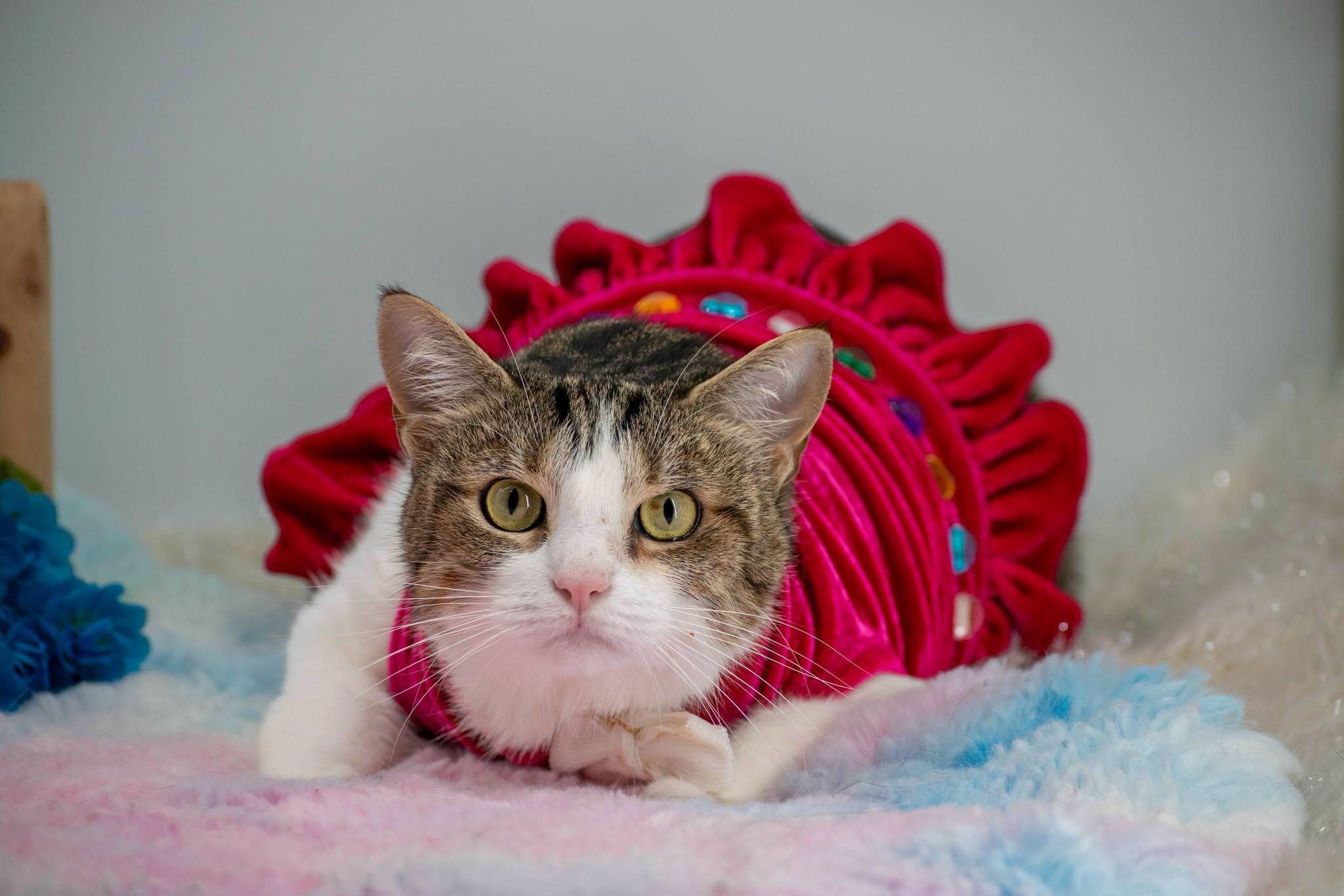 Gladys, a ADOPTABLE Domestic Short Hair in Sevierville, TN image 4/4