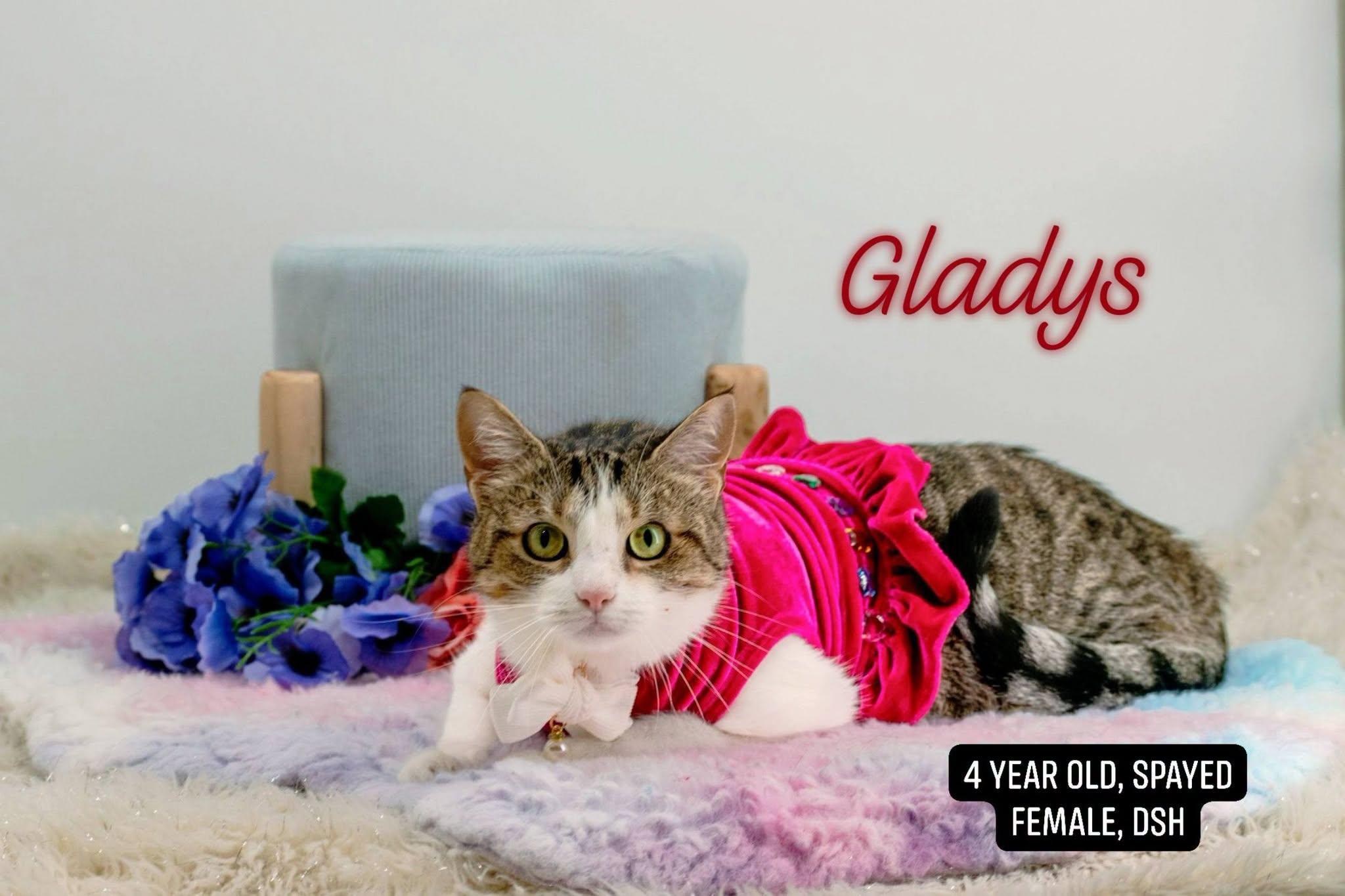 Gladys, ADOPTABLE, Adult Female Domestic Short Hair.
