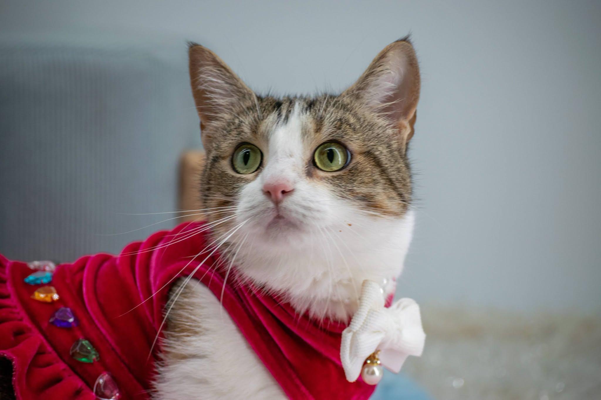 Gladys, a ADOPTABLE Domestic Short Hair in Sevierville, TN image 3/4