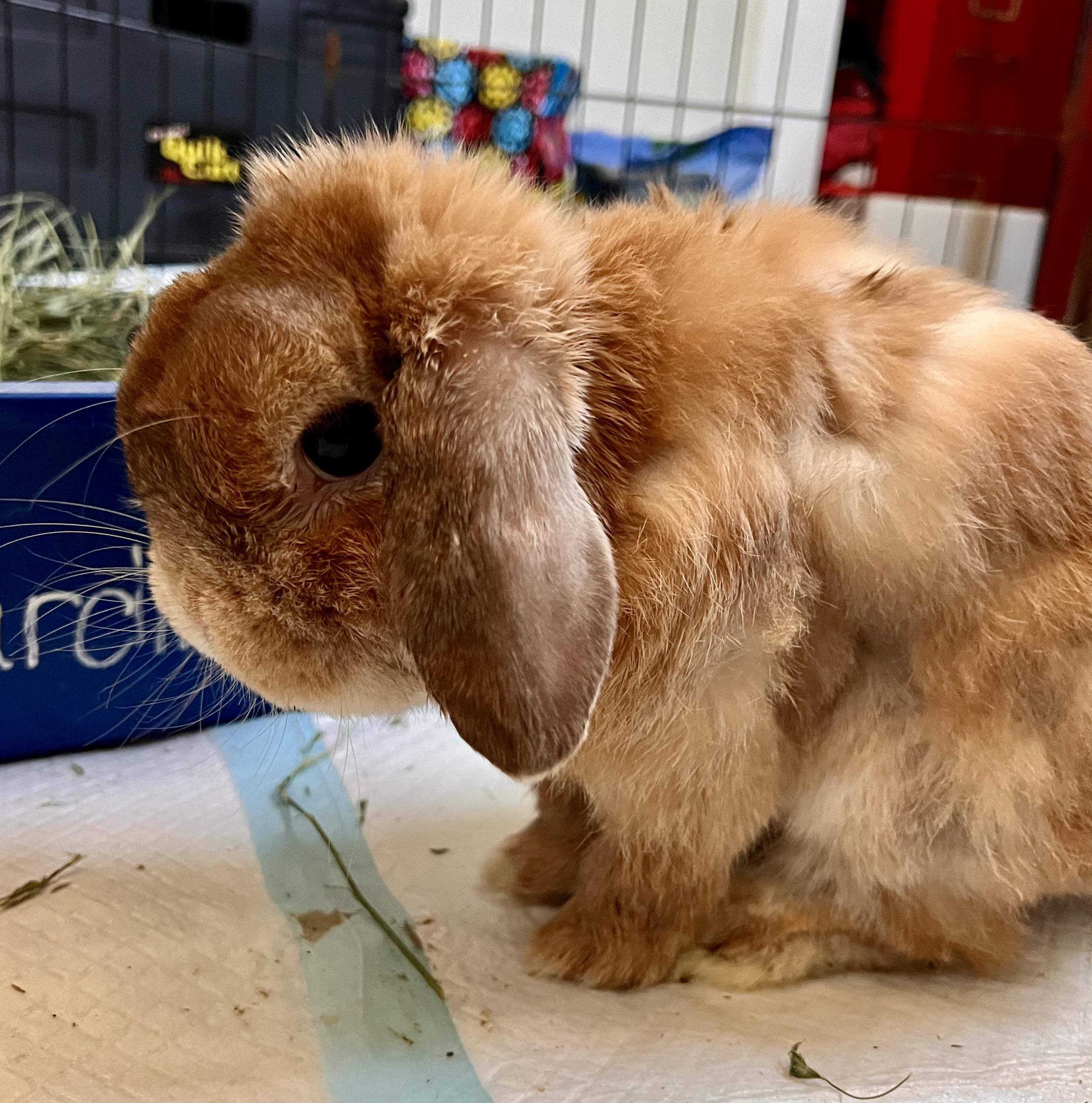 Enlarge Moe, an adoption pending Holland Lop in Ferndale, WA image 4/5
