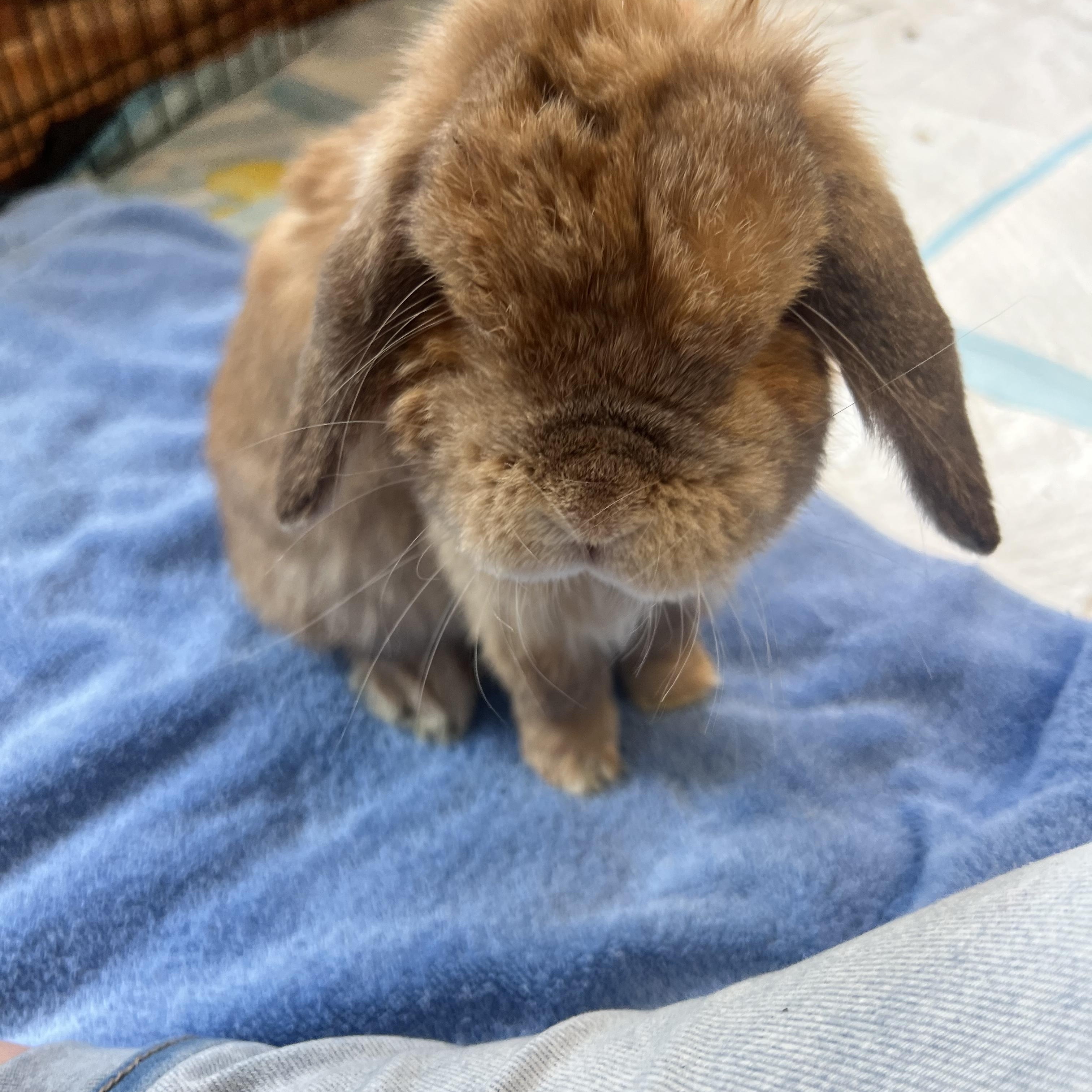 Enlarge Moe, an adoption pending Holland Lop in Ferndale, WA image 1/5