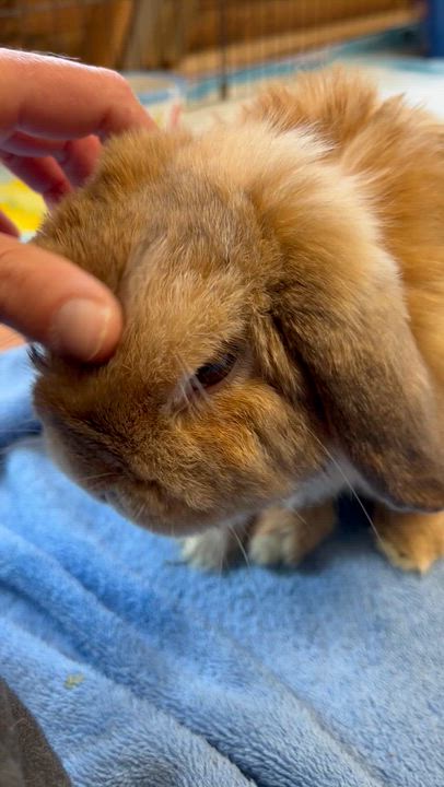 Enlarge Moe, an adoption pending Holland Lop in Ferndale, WA video 5/5