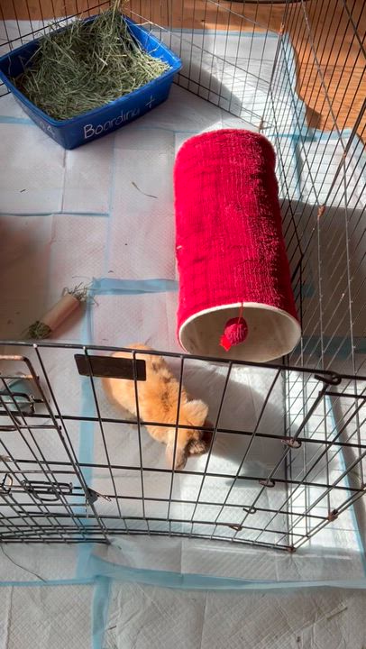 Enlarge Moe, an adoption pending Holland Lop in Ferndale, WA video 2/5
