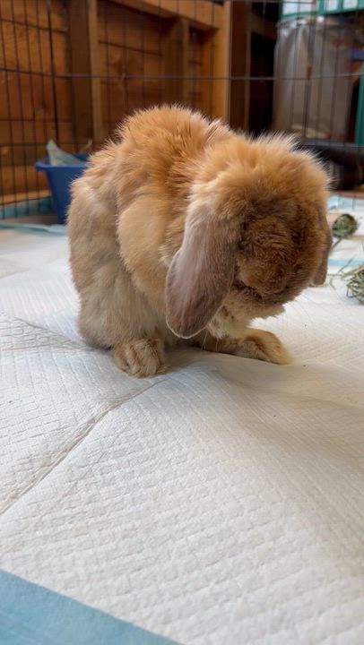Enlarge Moe, an adoption pending Holland Lop in Ferndale, WA video 3/5