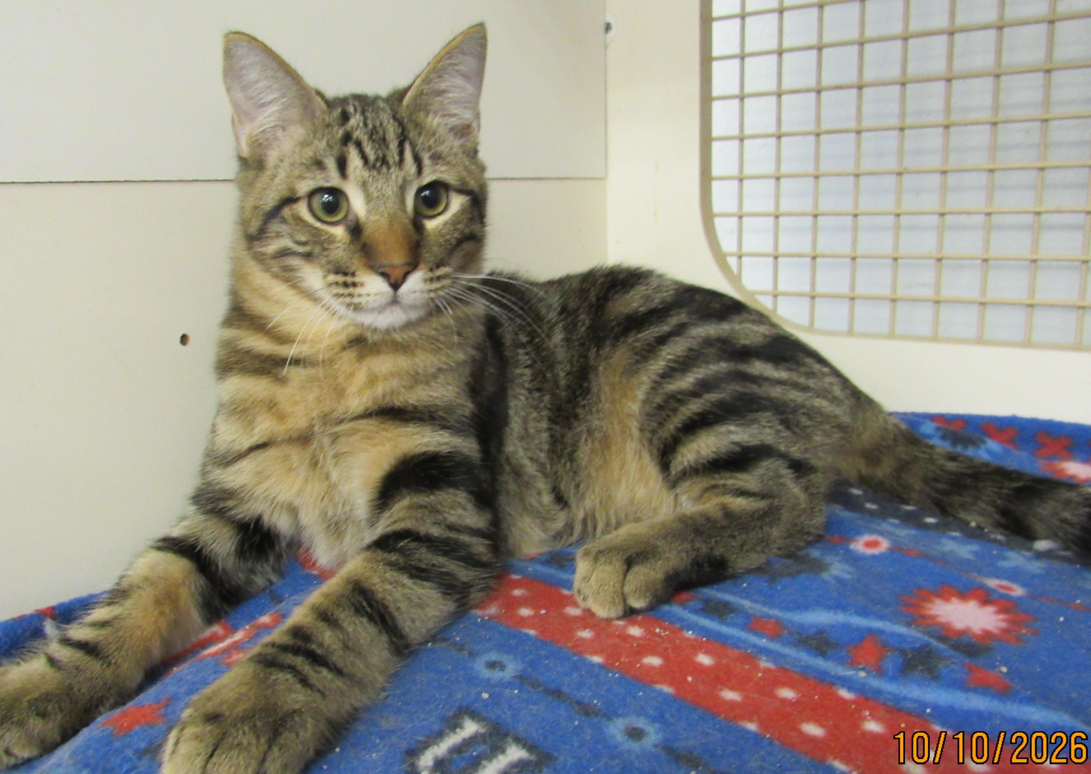 Enlarge Pop, a Adoptable mixed breed in Conroe, TX image 1/4