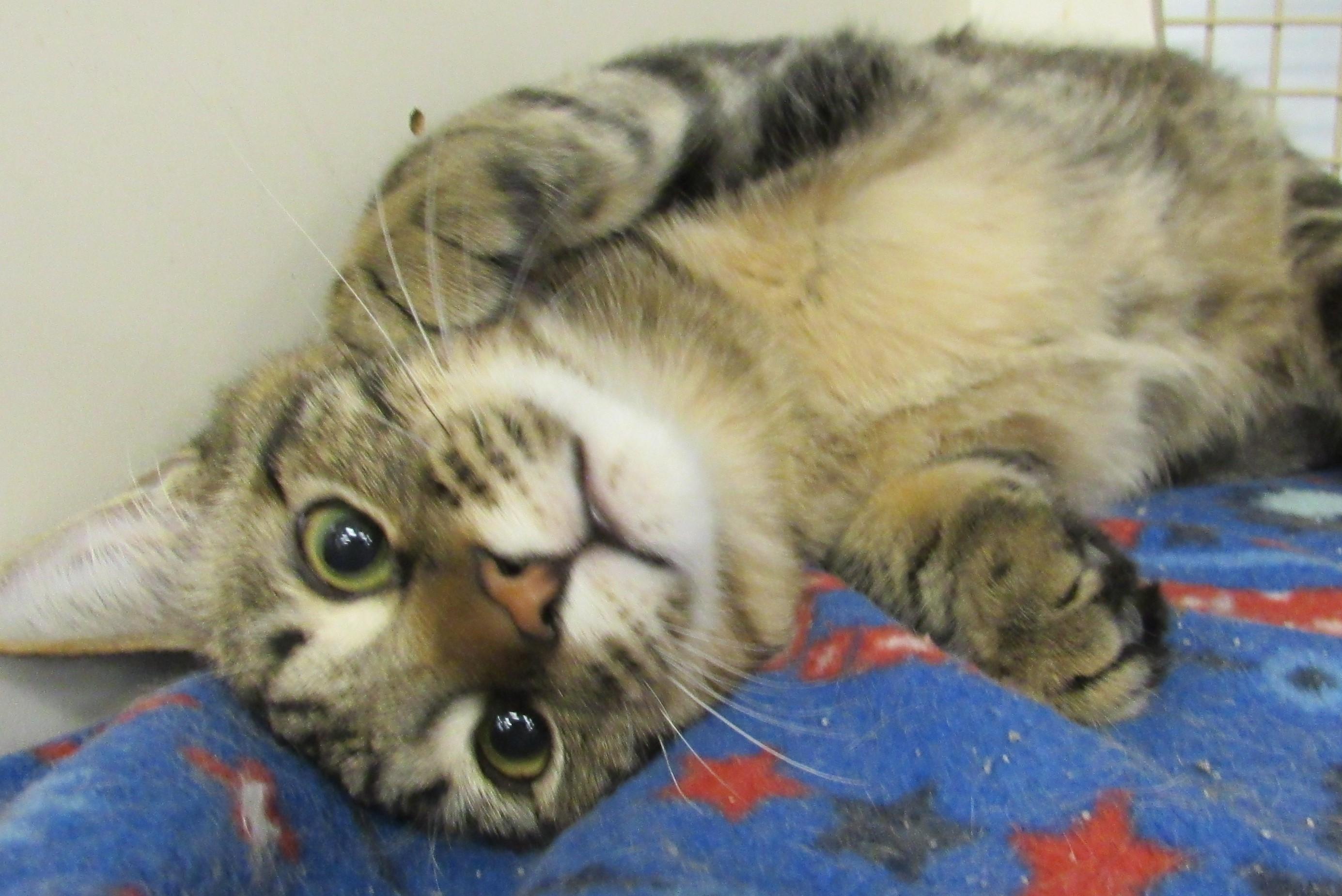 Enlarge Pop, a Adoptable mixed breed in Conroe, TX image 2/4