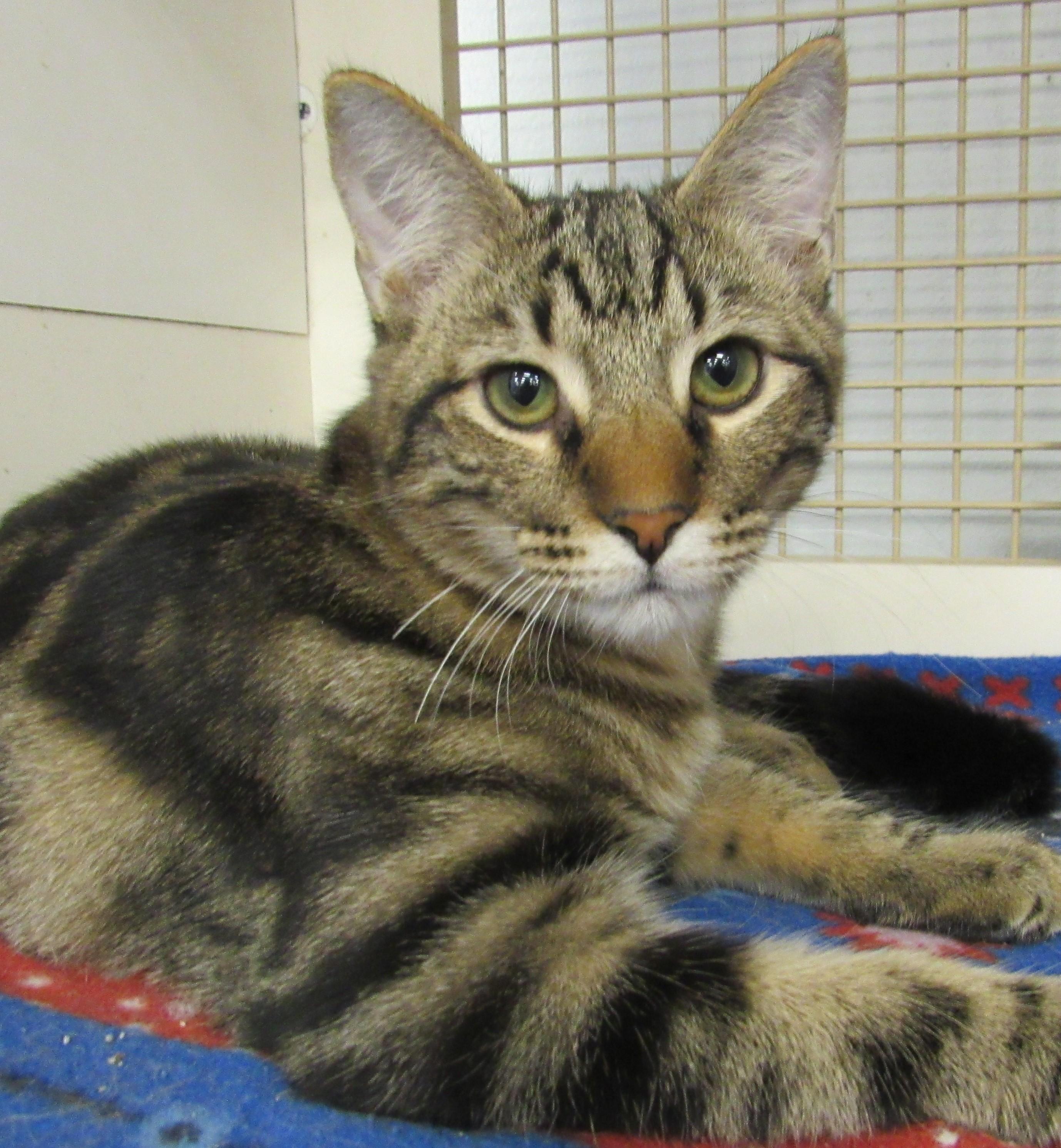 Enlarge Pop, a Adoptable mixed breed in Conroe, TX image 3/4