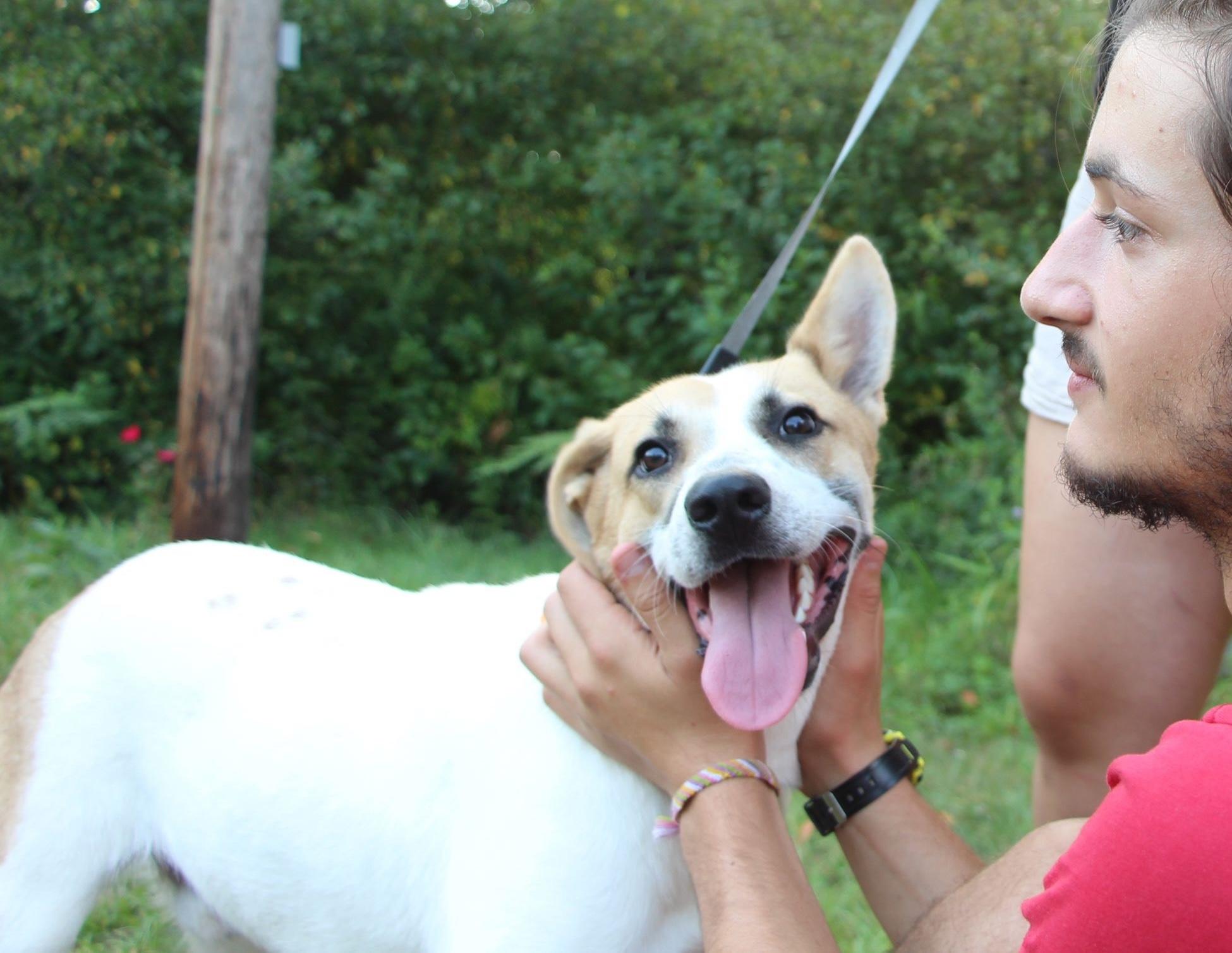 Enlarge Stitch, a Adoptable mixed breed in Brooklyn, NY image 1/6