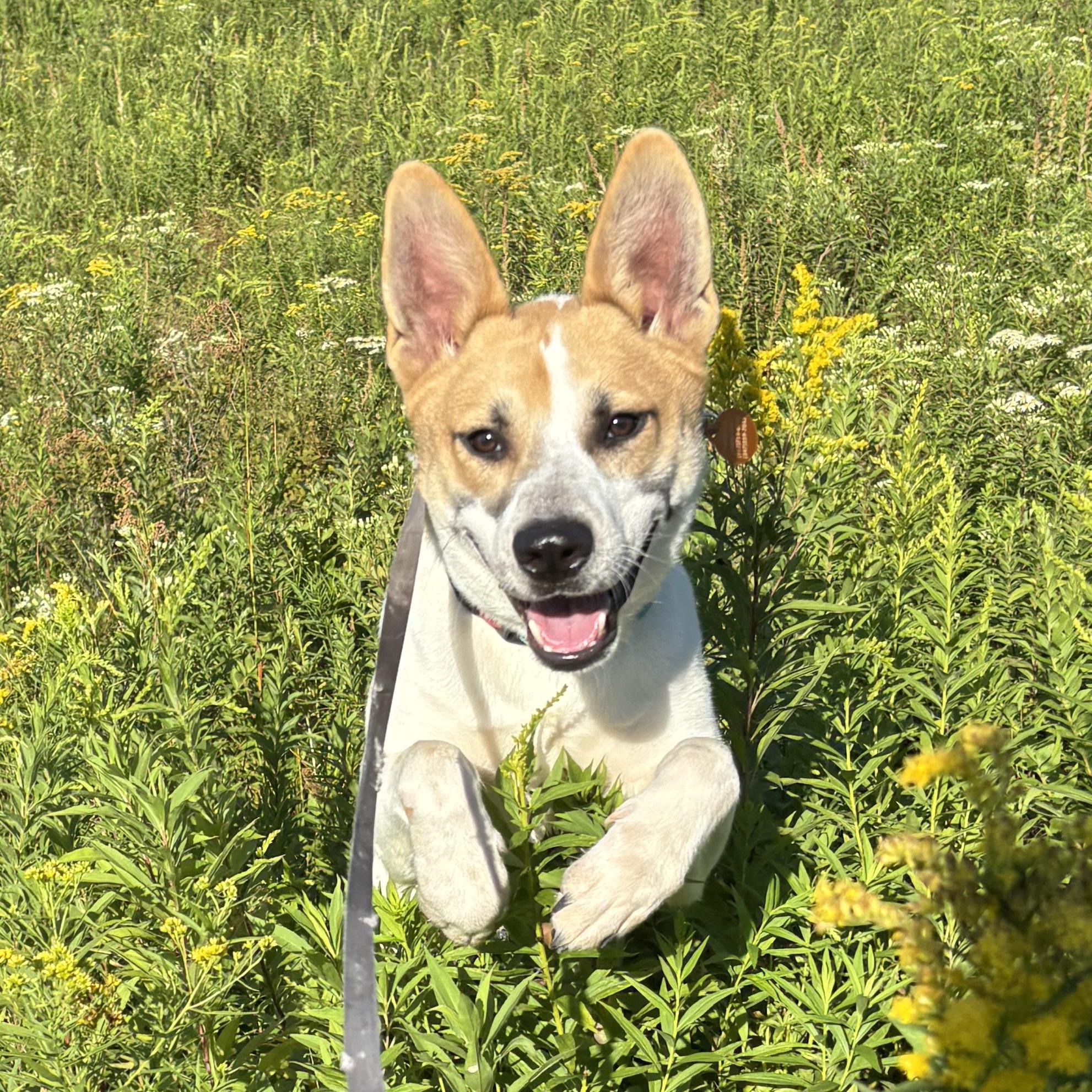 Enlarge Stitch, a Adoptable mixed breed in Brooklyn, NY image 2/6