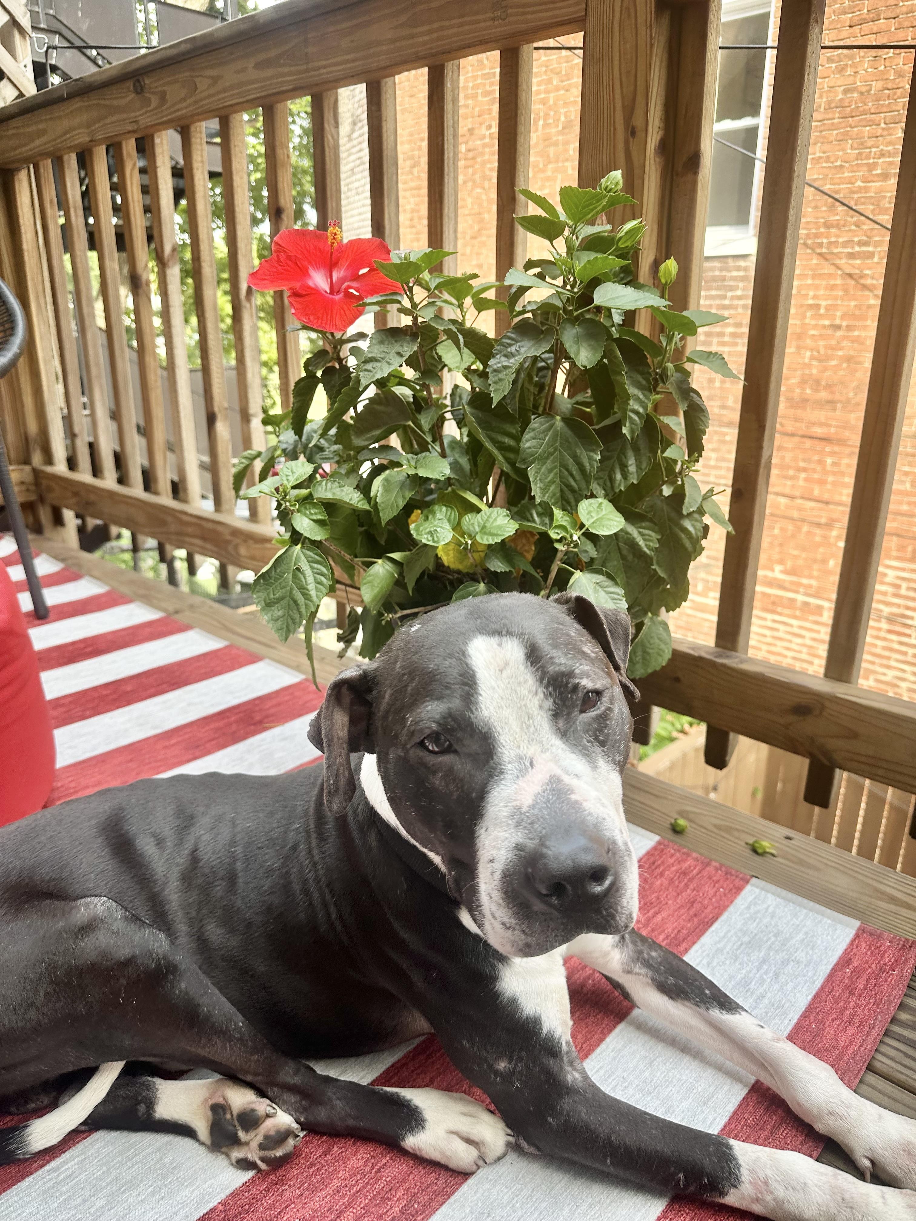 Spock, Adoptable, Adult Male Pit Bull Terrier.
