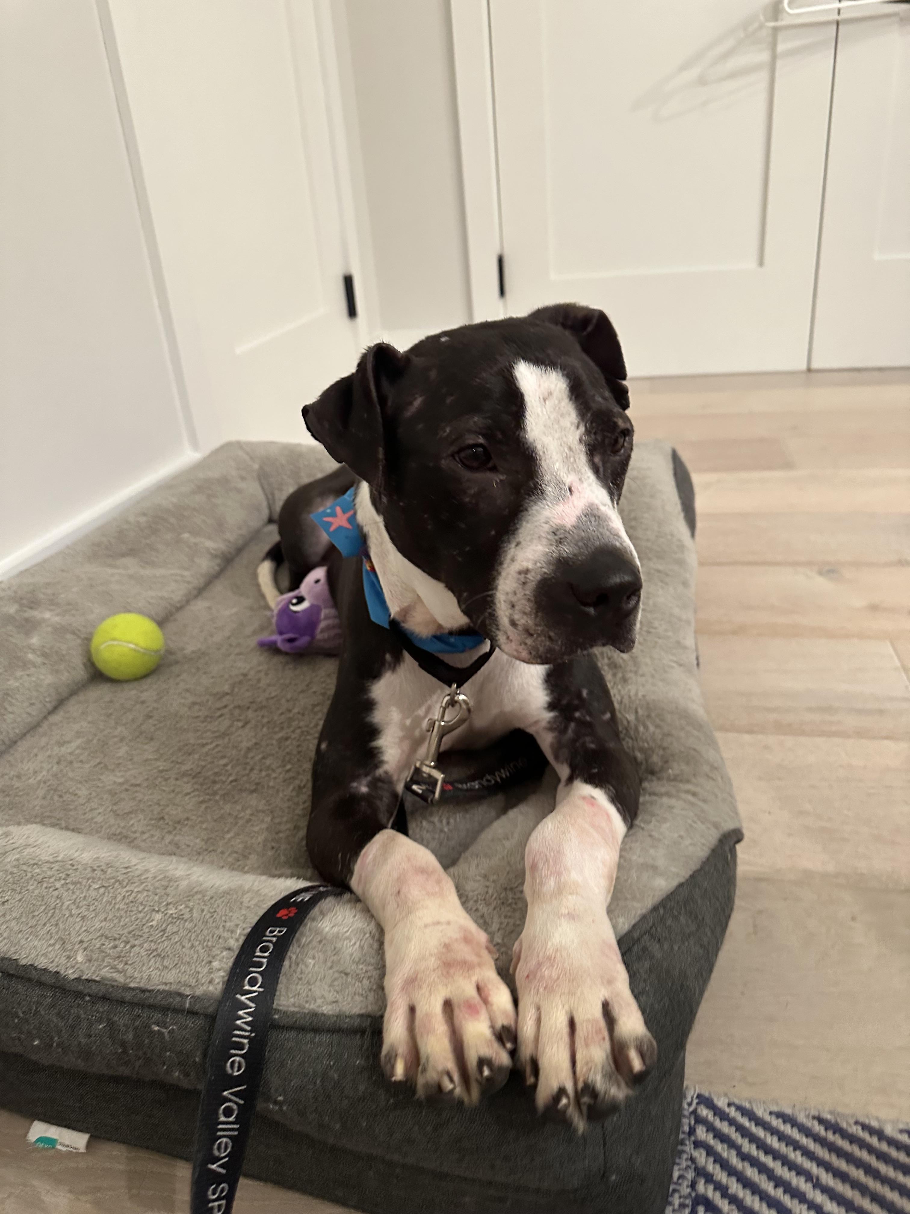 Enlarge Spock, a Adoptable mixed breed in Westminster, MD image 6/6