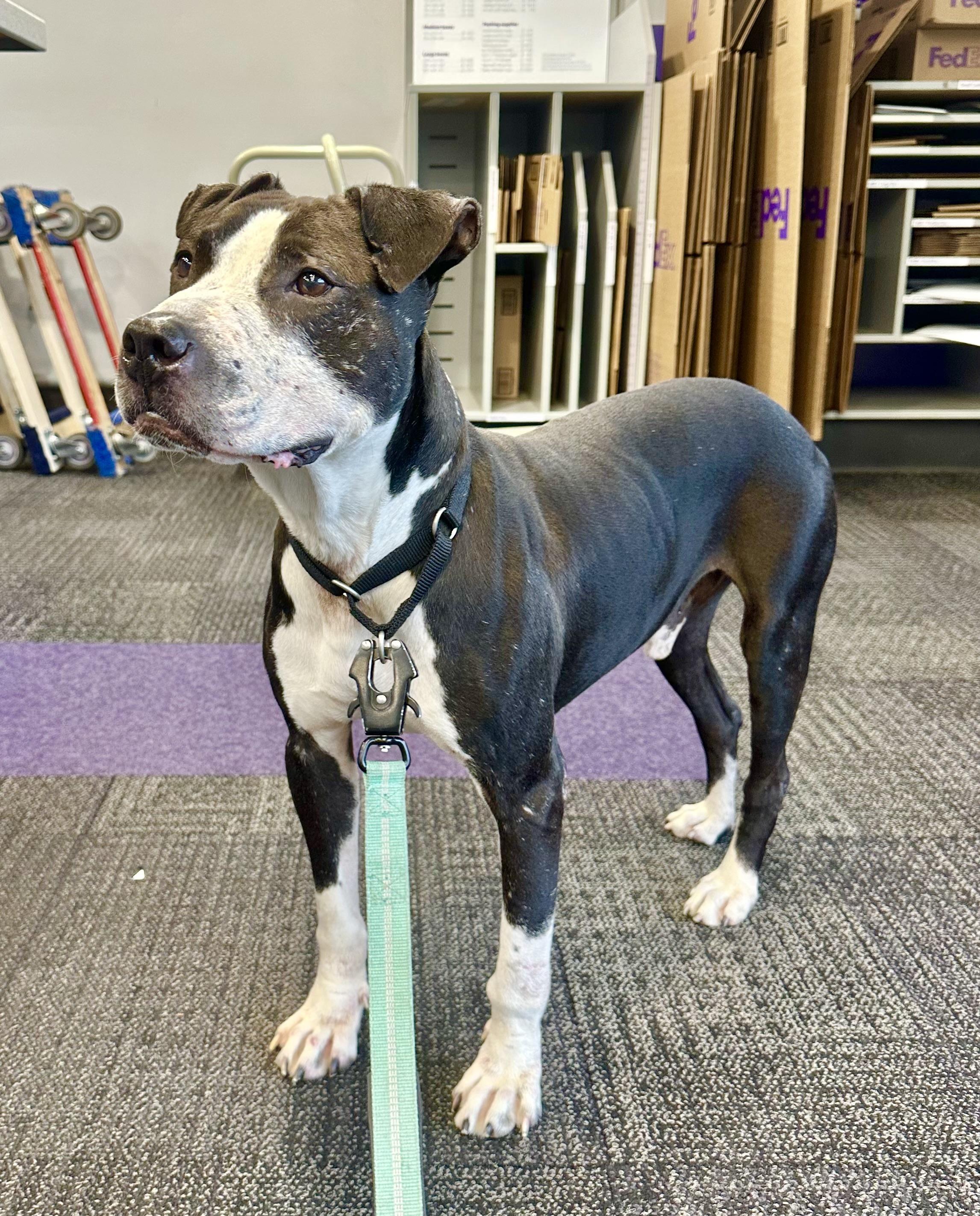Enlarge Spock, a Adoptable mixed breed in Westminster, MD image 5/6