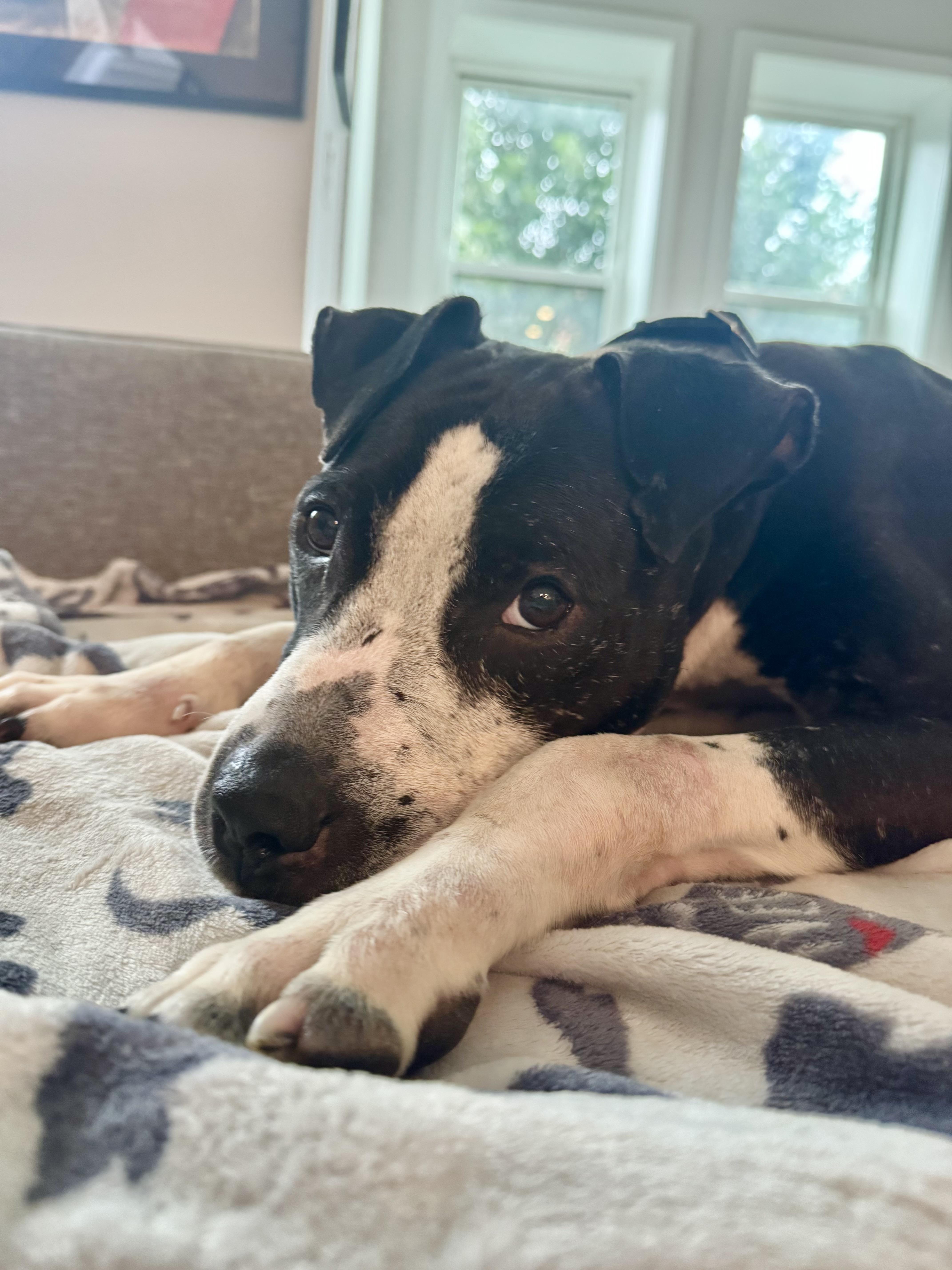Enlarge Spock, a Adoptable mixed breed in Westminster, MD image 2/6